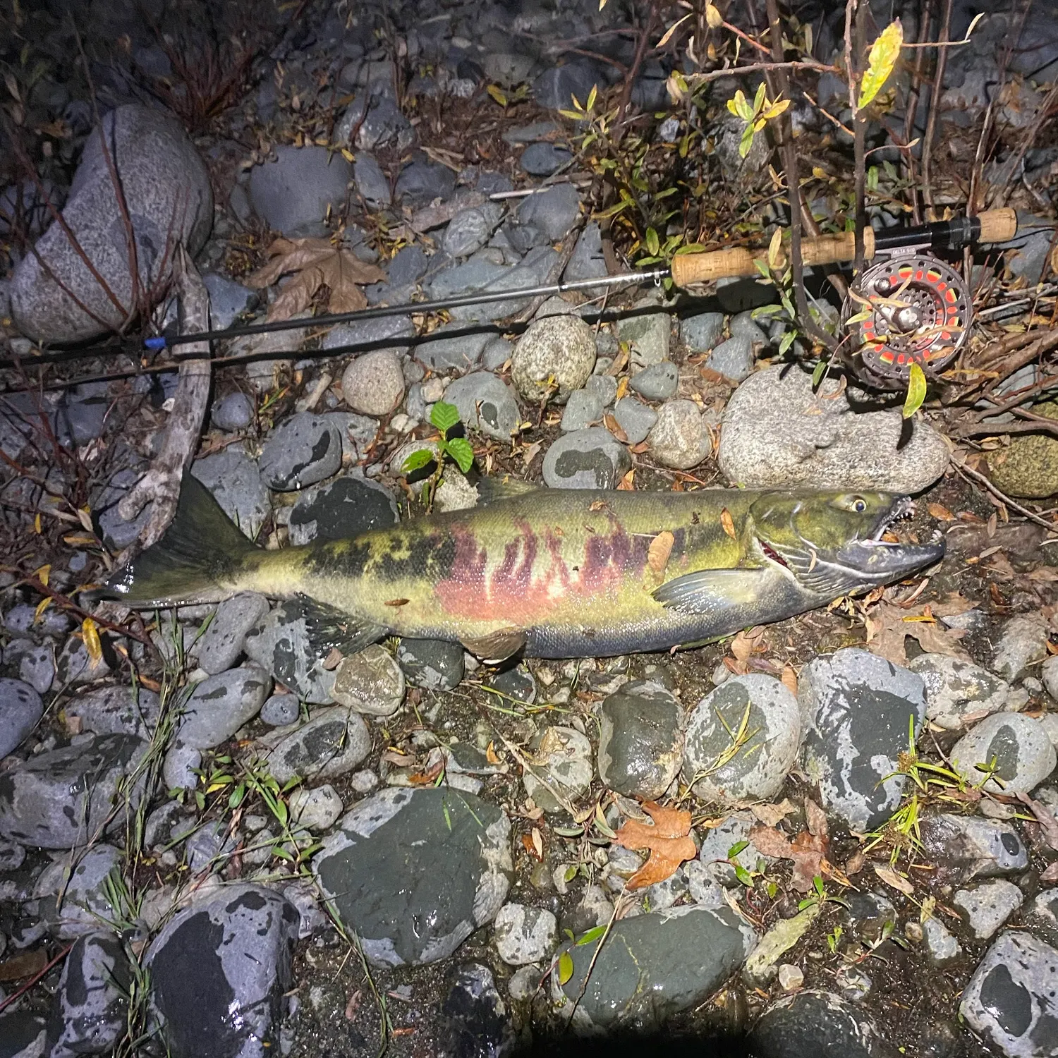 Chum salmon caught on Fishbrain