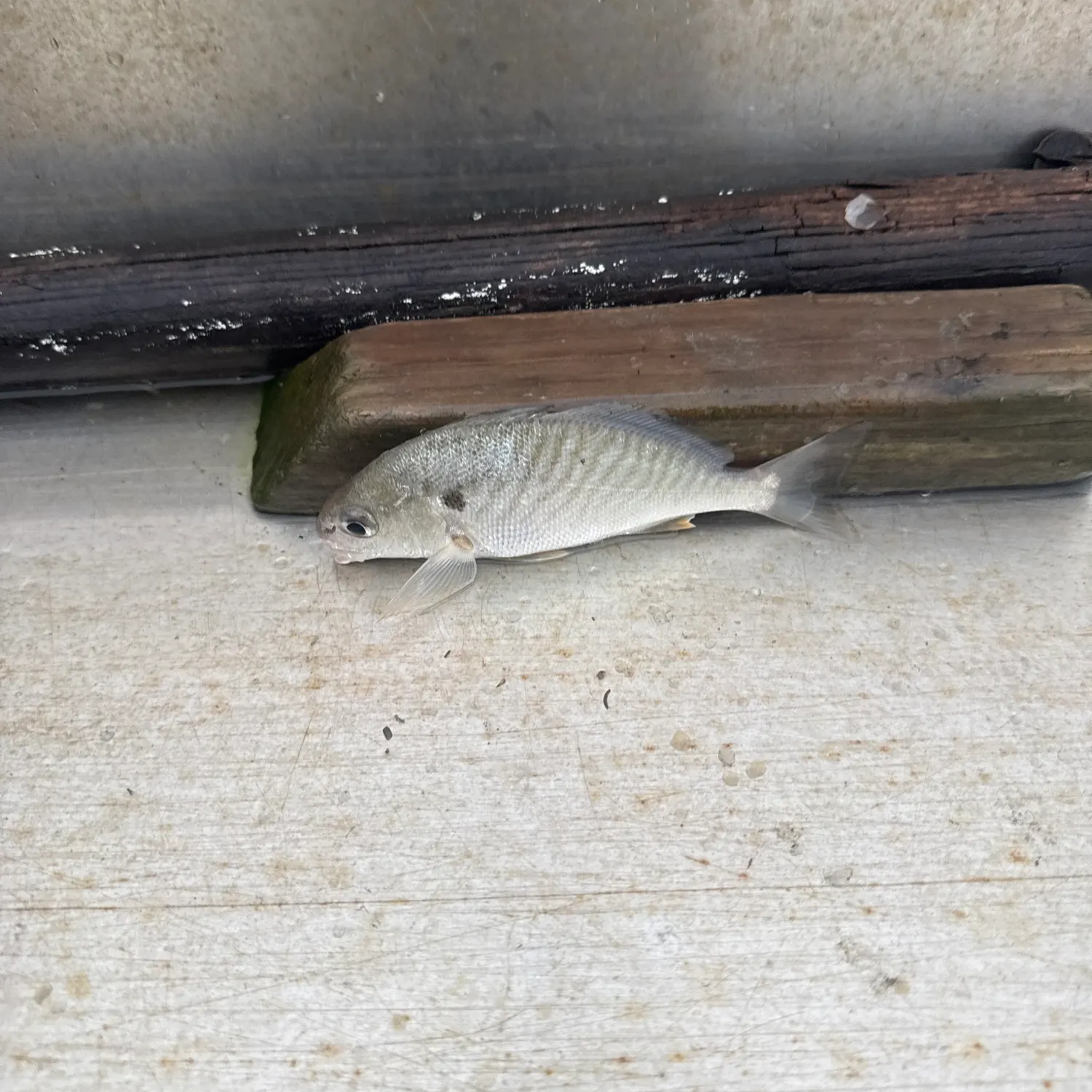 Spot croaker caught on Fishbrain