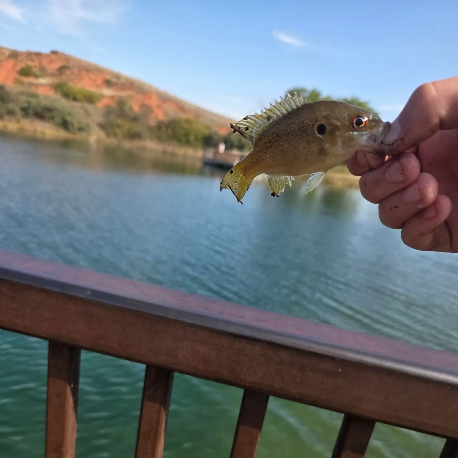 Rock bass caught on Fishbrain