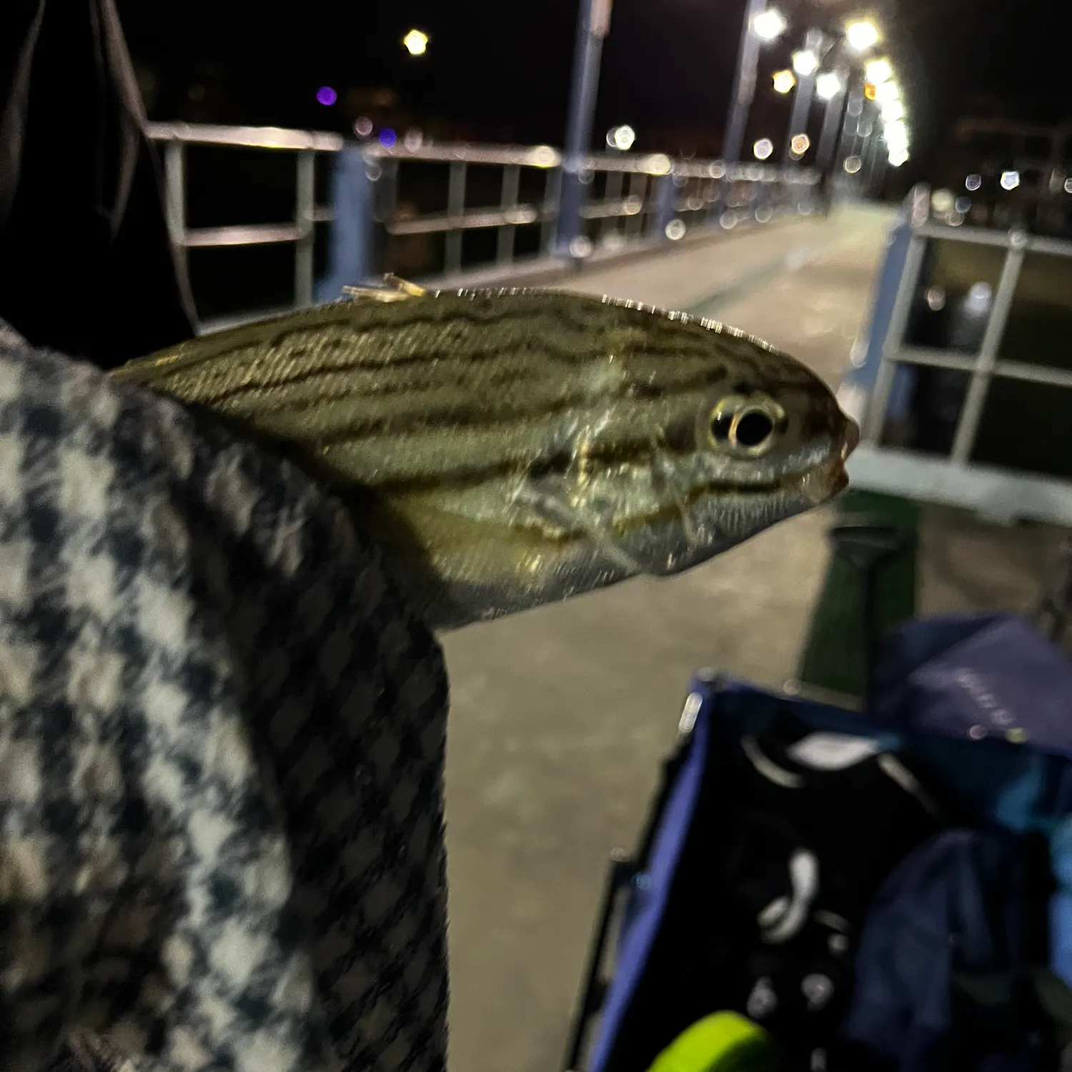 The most recent Western striped grunter catches on Fishbrain