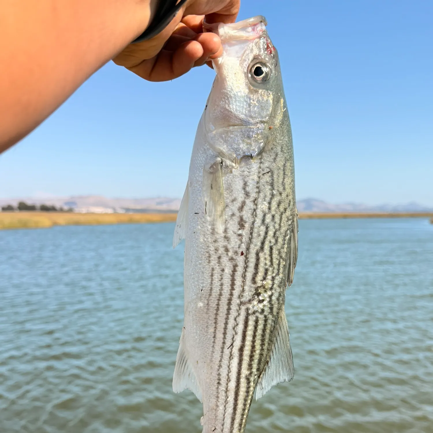 Striped bass caught on Fishbrain