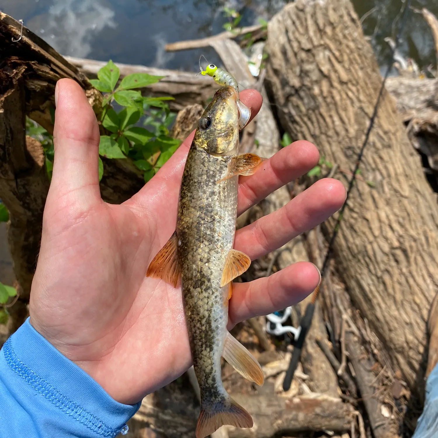 The most recent Alabama hogsucker catches on Fishbrain