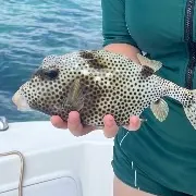 The most recent Spotted trunkfish catches on Fishbrain