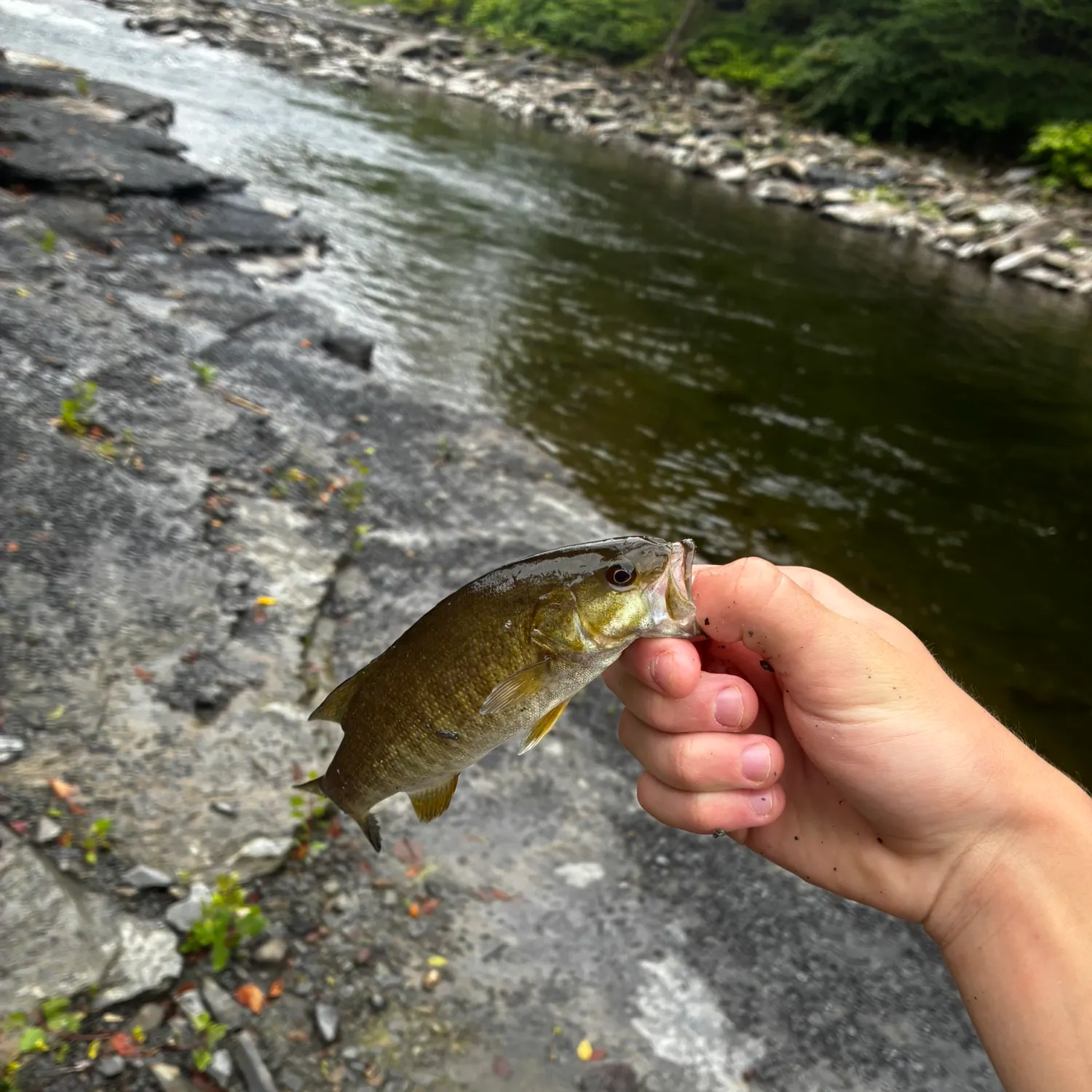 Smallmouth bass caught on Fishbrain