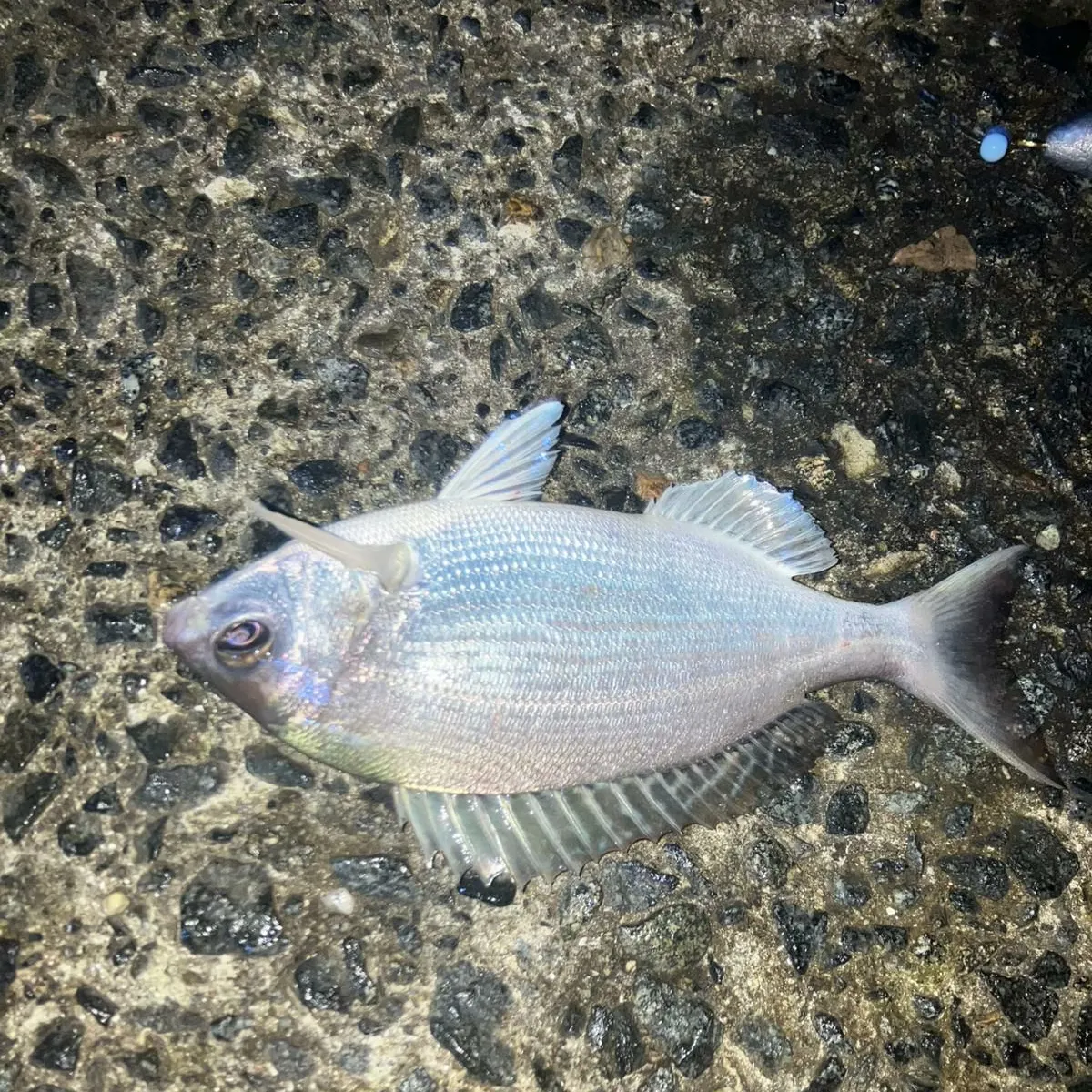 Black seabream caught on Fishbrain