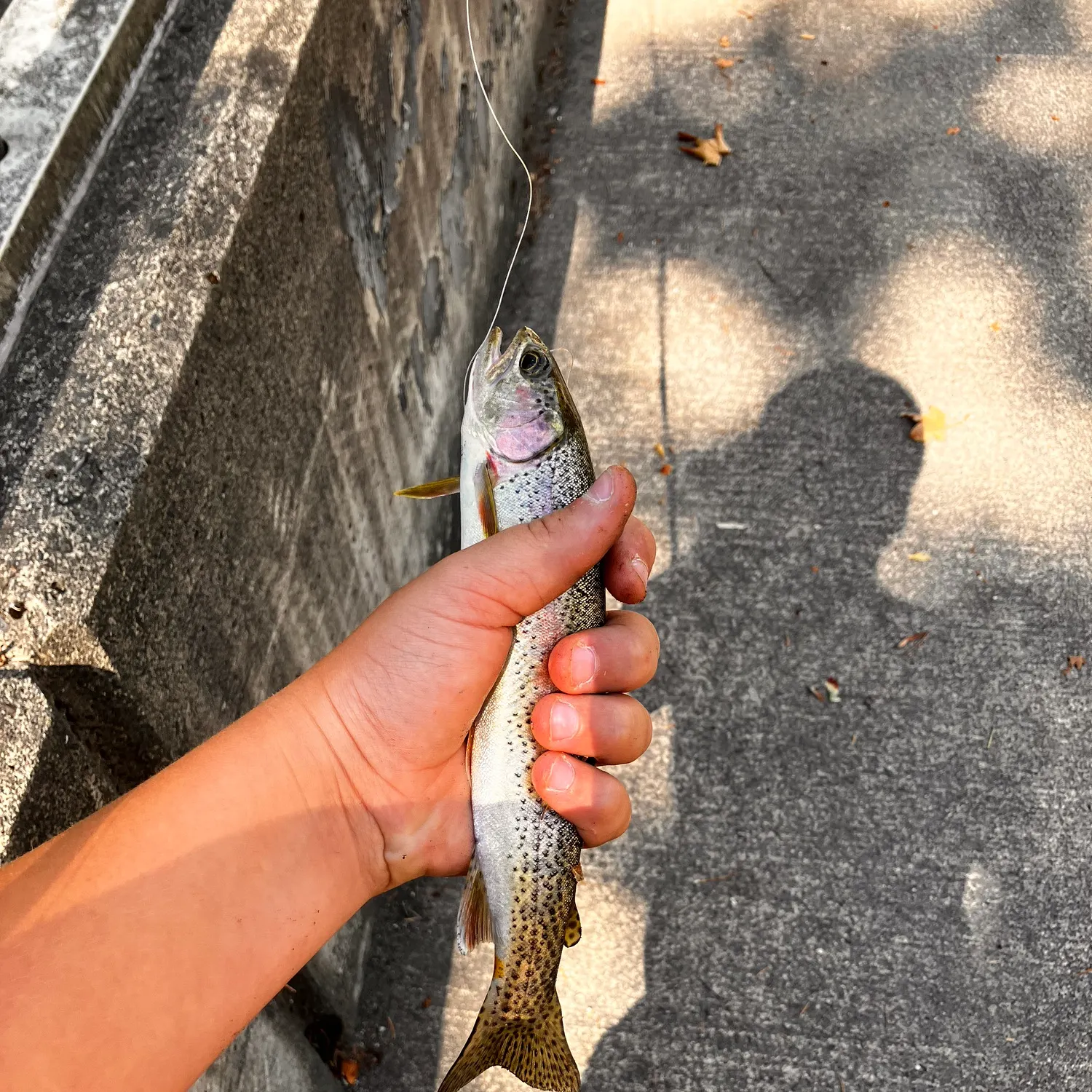 Coastal cutthroat trout caught on Fishbrain