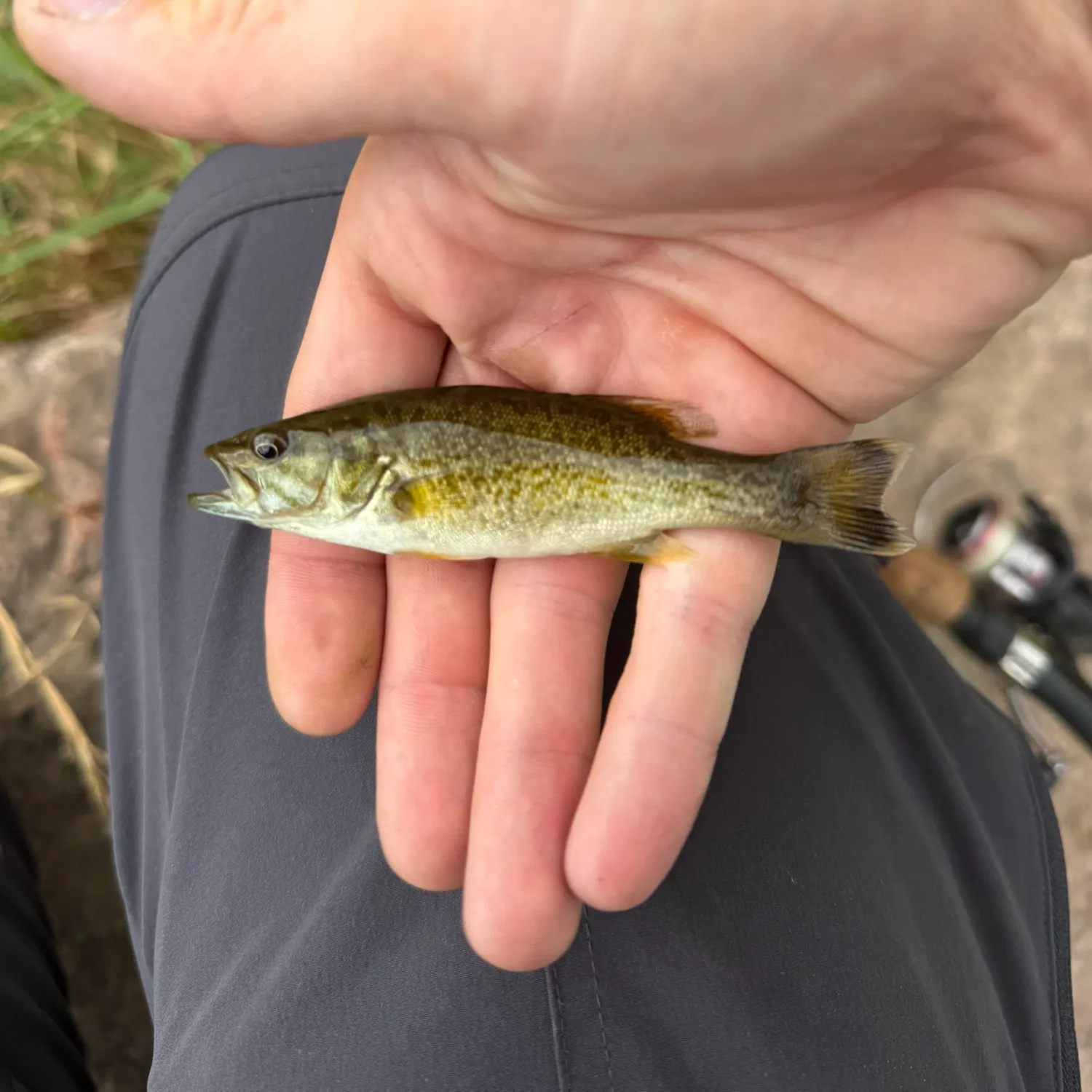 Smallmouth bass caught on Fishbrain