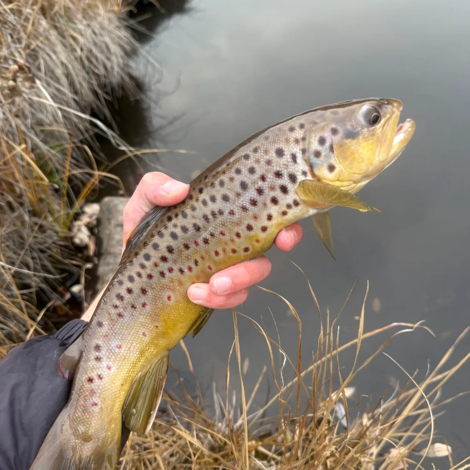 Brown trout caught on Fishbrain