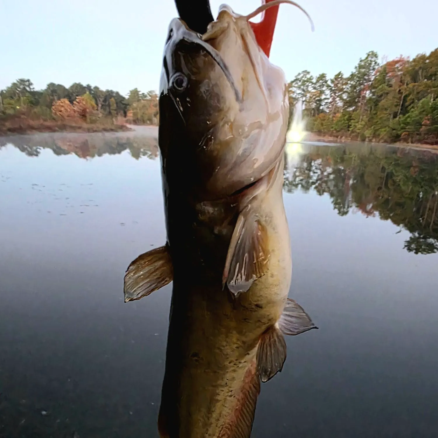 The most recent Brown bullhead catches on Fishbrain