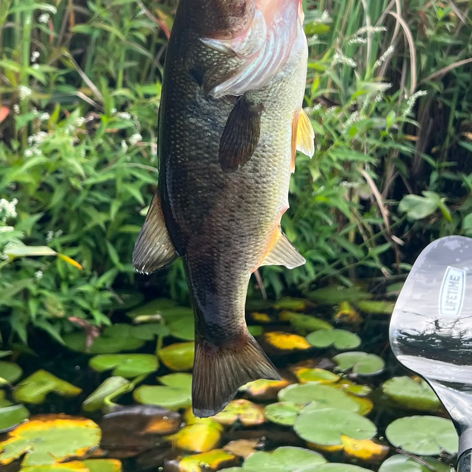Largemouth bass caught on Fishbrain