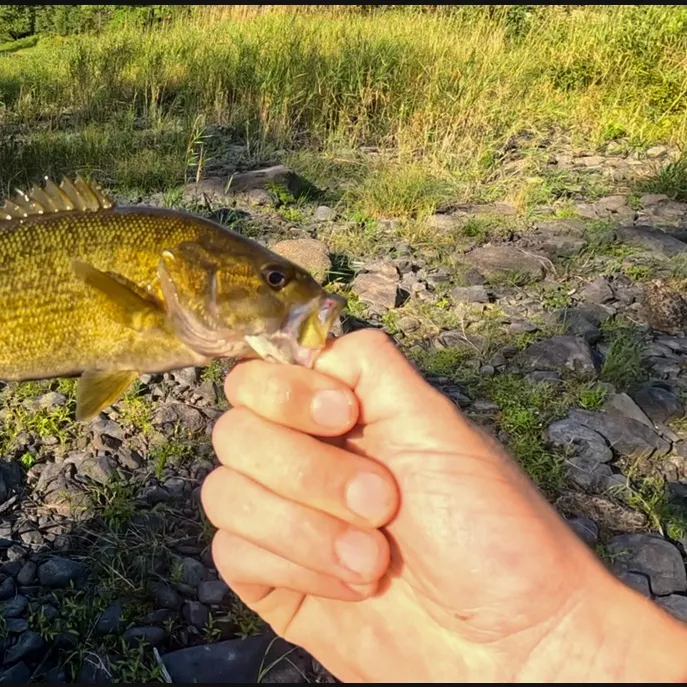 Smallmouth bass caught on Fishbrain