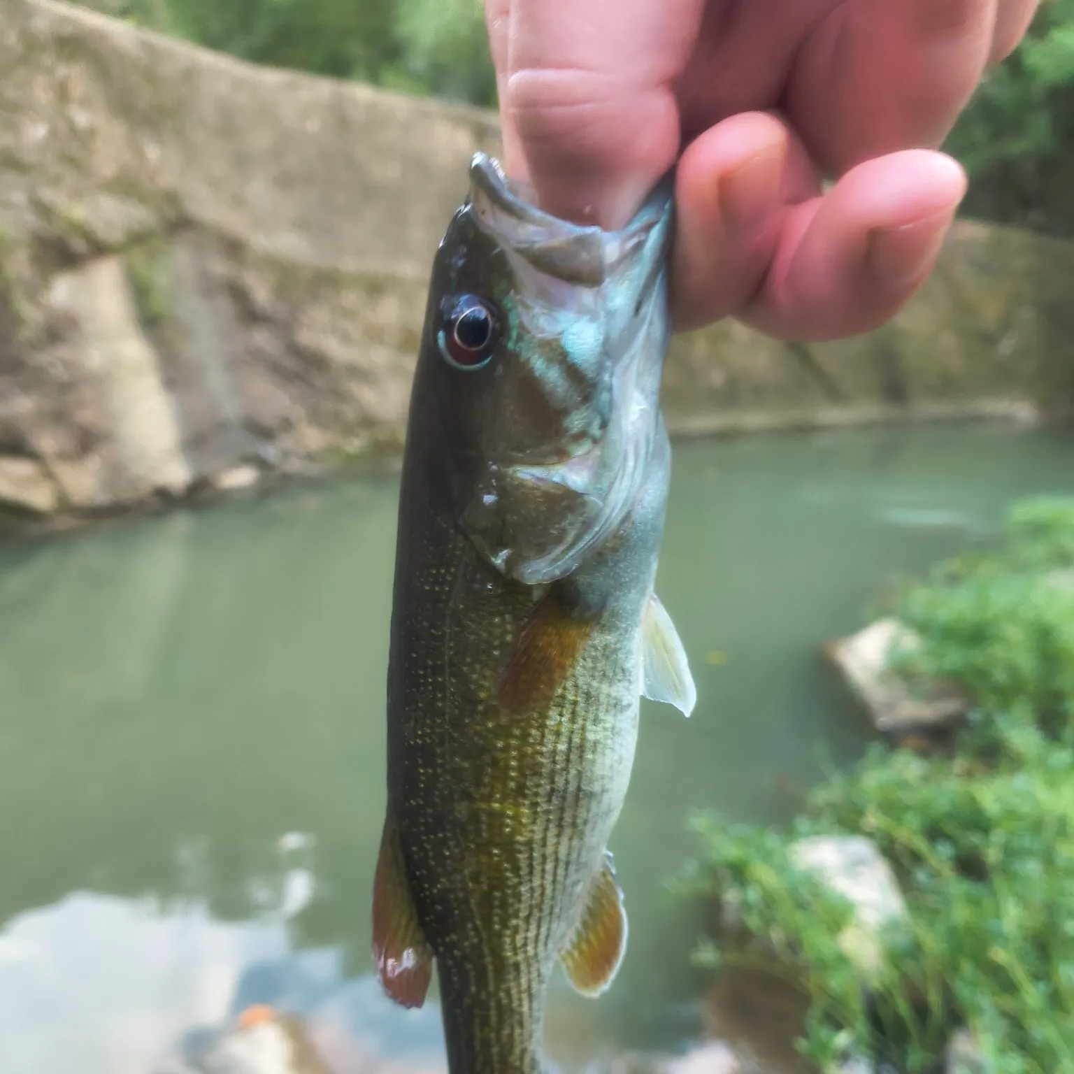 Redeye bass caught on Fishbrain