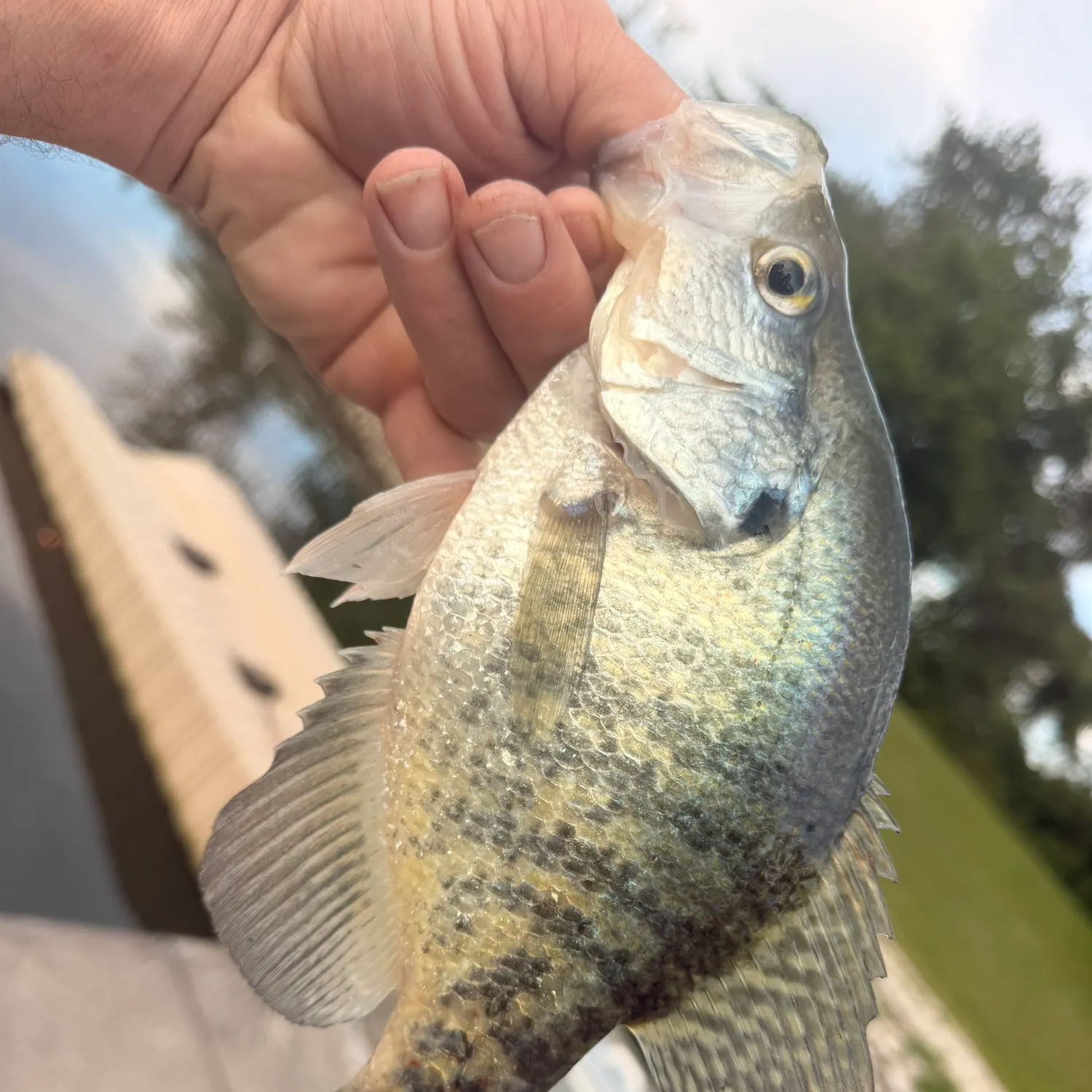 Black crappie caught on Fishbrain
