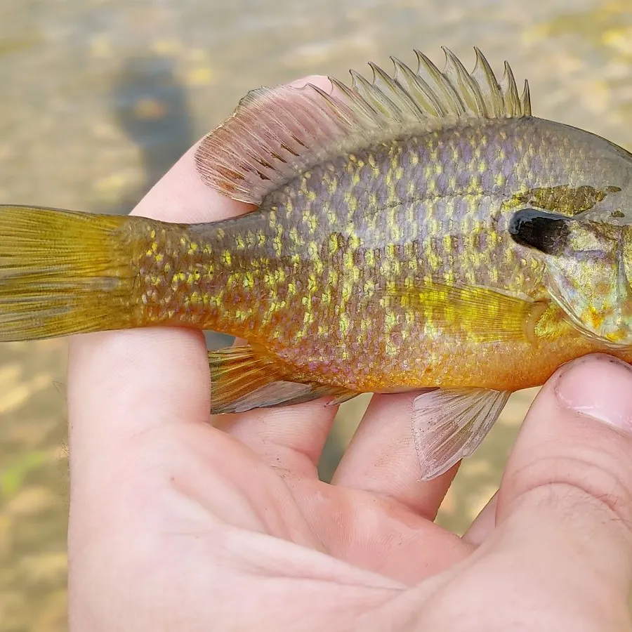 The most recent Bluegill x longear sunfish catches on Fishbrain