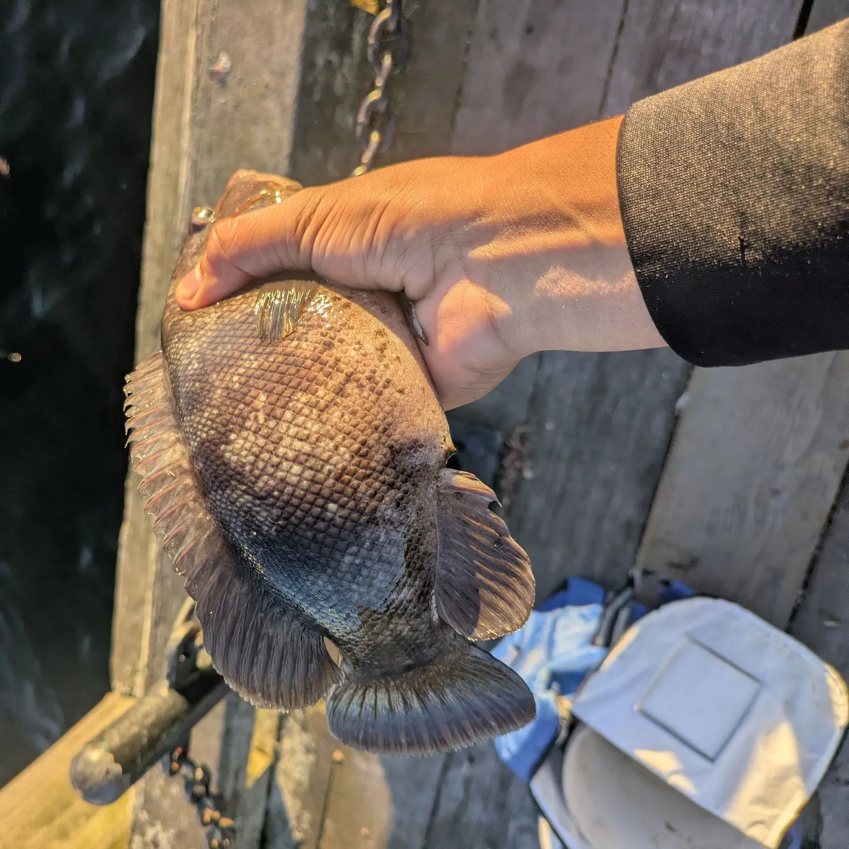 Tautog caught on Fishbrain