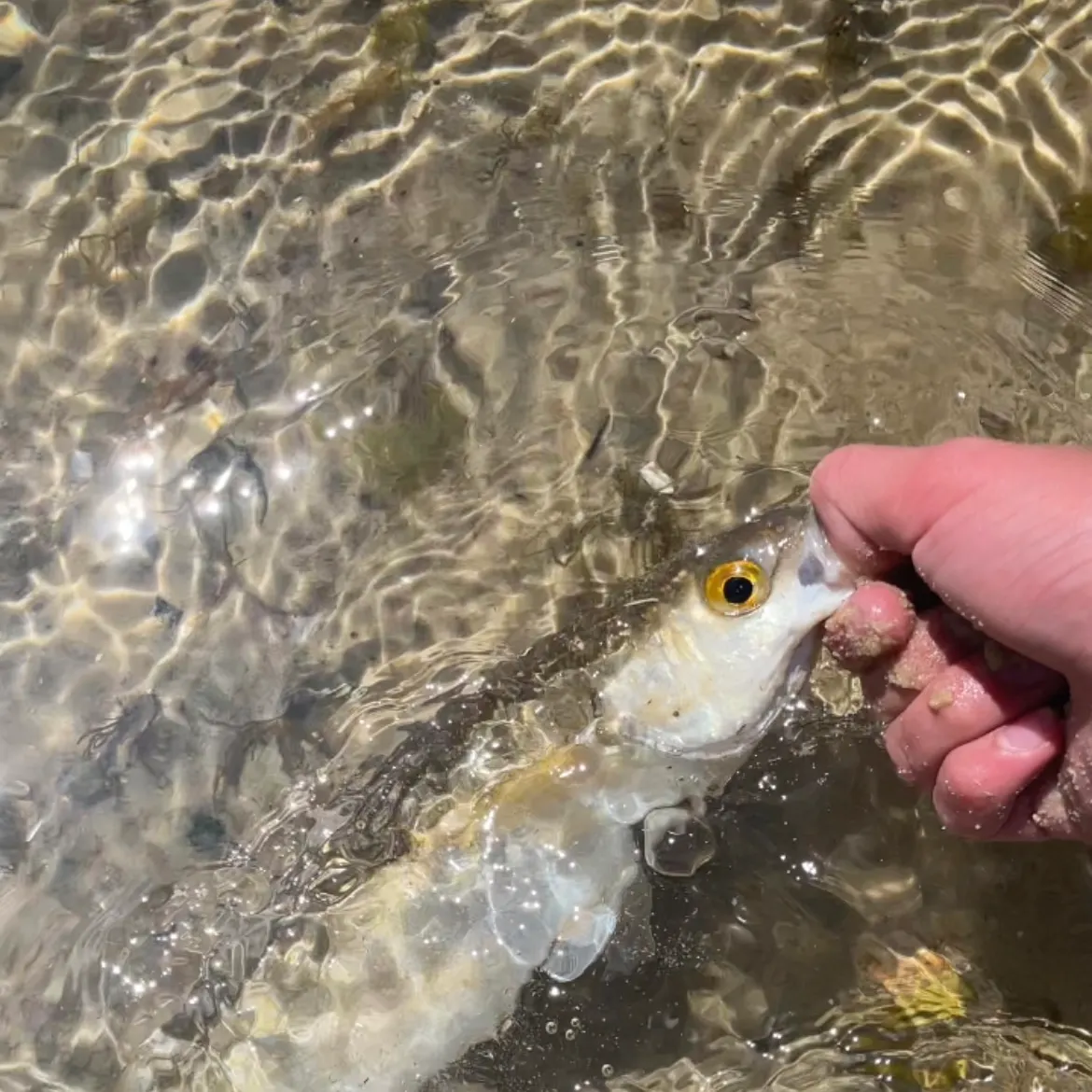 The most recent Yellow-eye mullet catches on Fishbrain