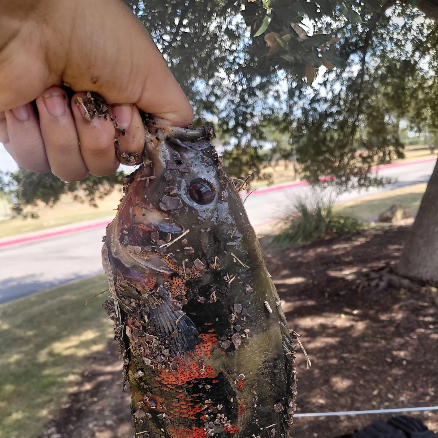 The most recent Oscar catches on Fishbrain