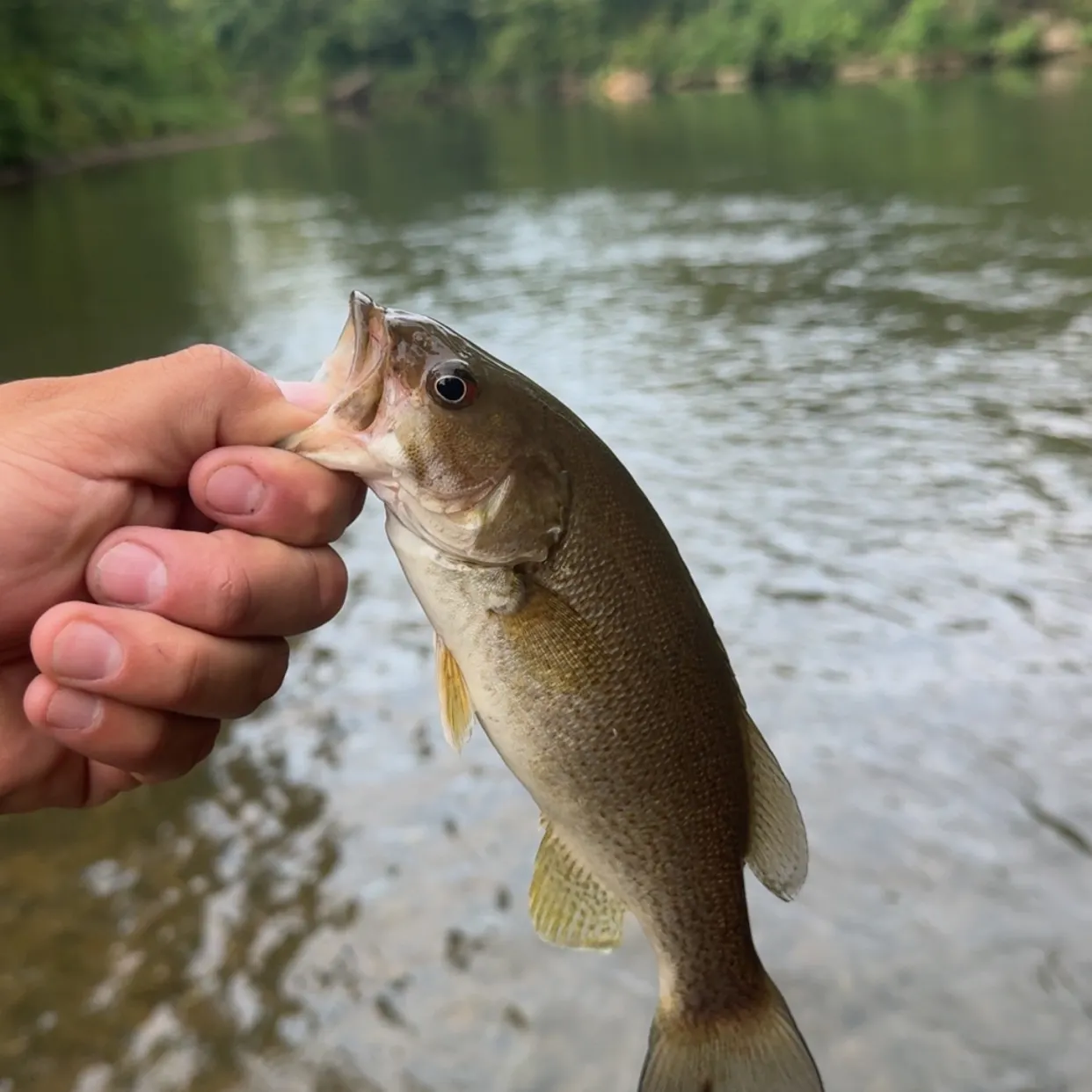 The most recent Smallmouth bass catches on Fishbrain