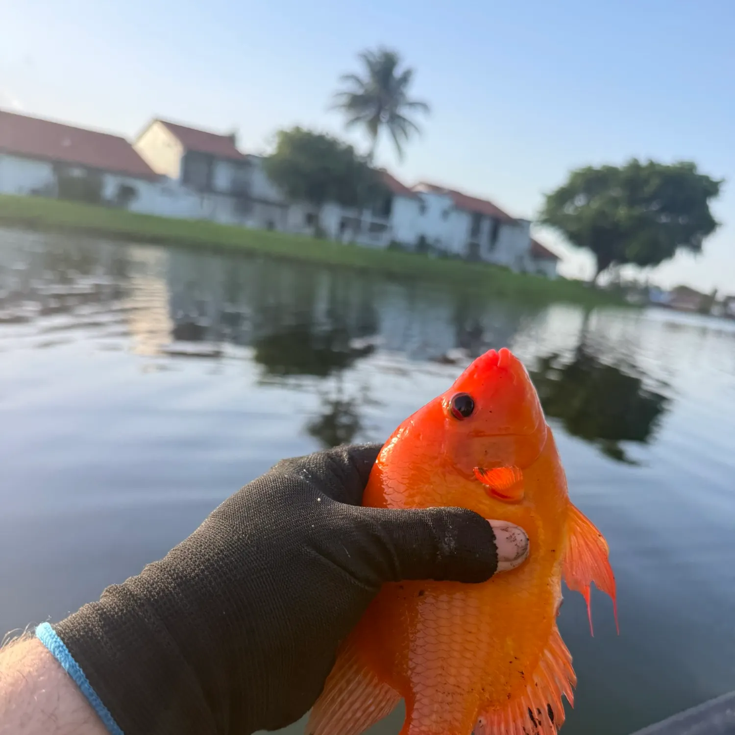 The most recent Midas cichlid catches on Fishbrain
