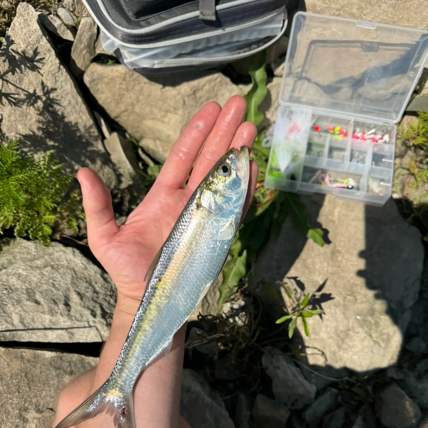 The most popular recent Skipjack herring catch on Fishbrain