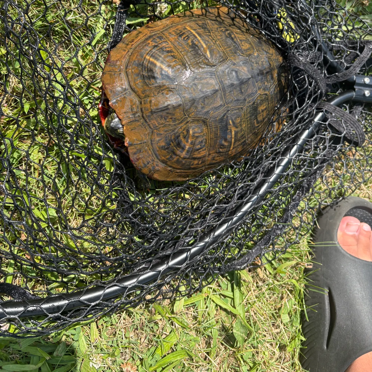 Pond slider turtle caught on Fishbrain