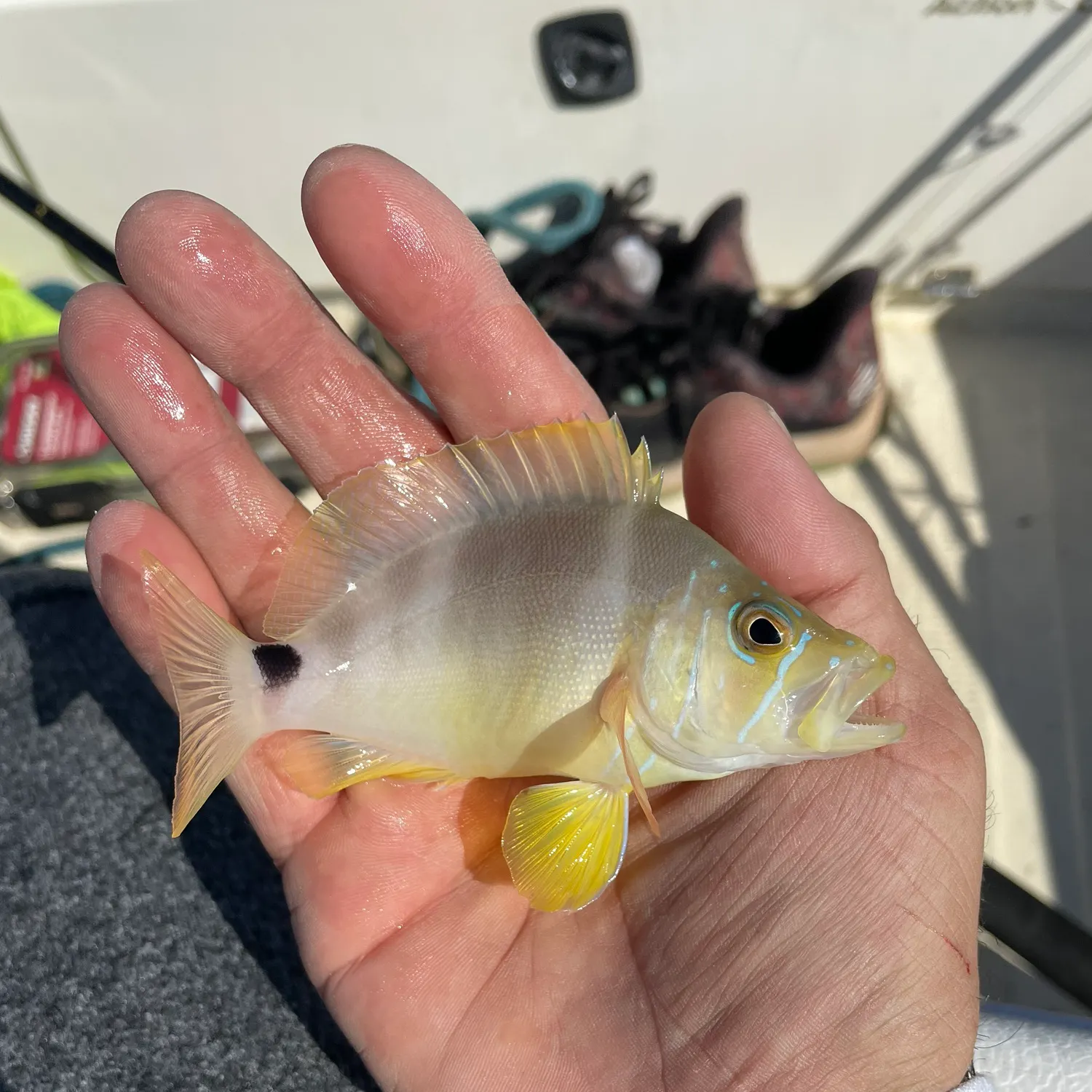 The most recent Butter Hamlet catches on Fishbrain