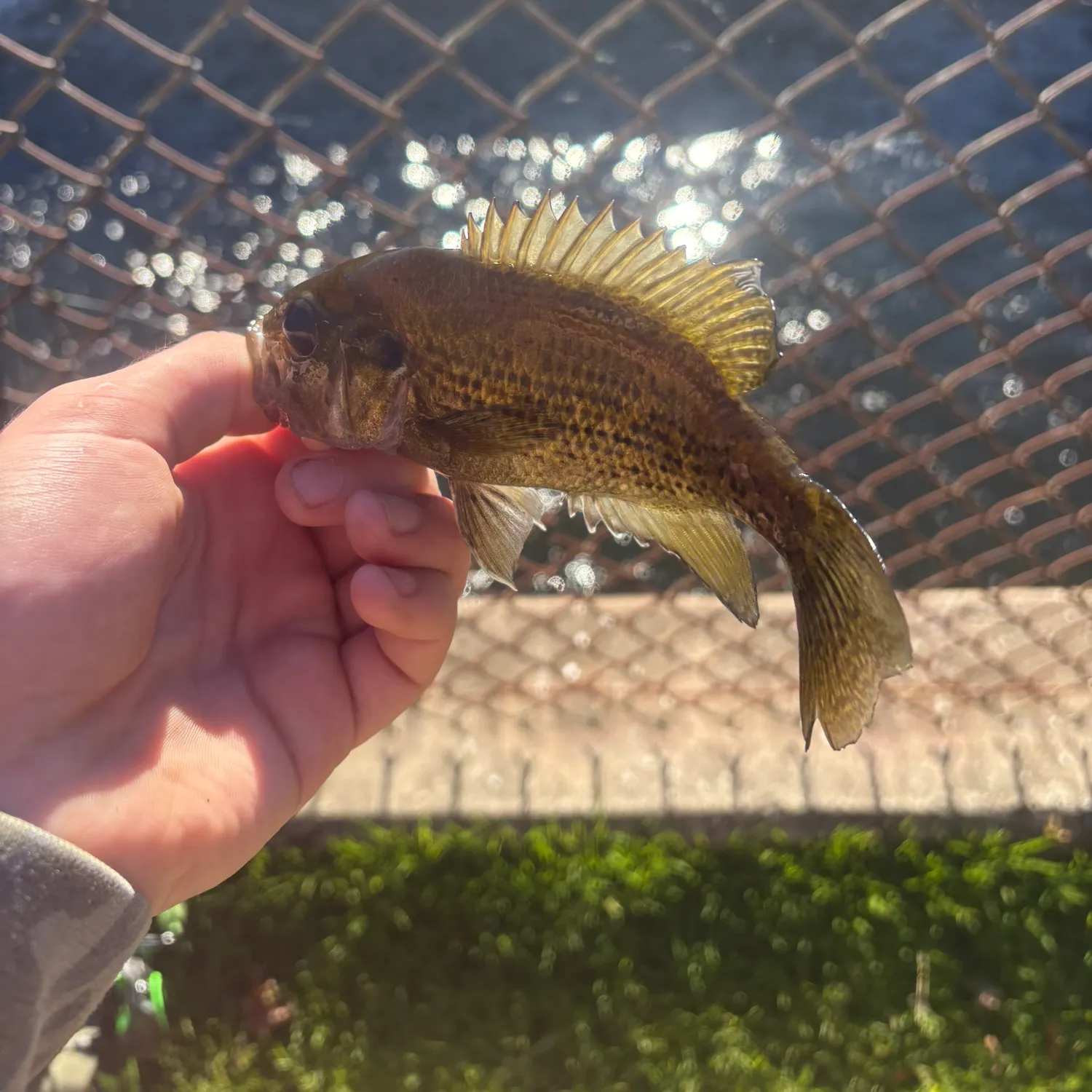 Rock bass caught on Fishbrain