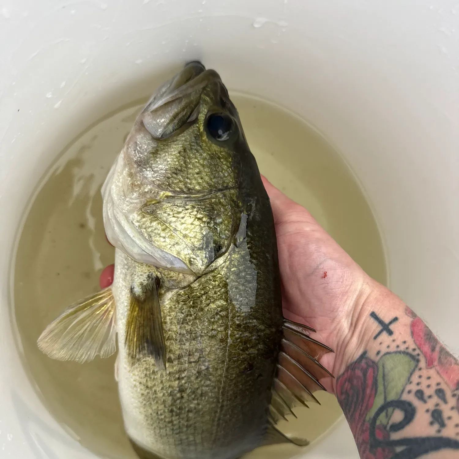 Largemouth bass caught on Fishbrain