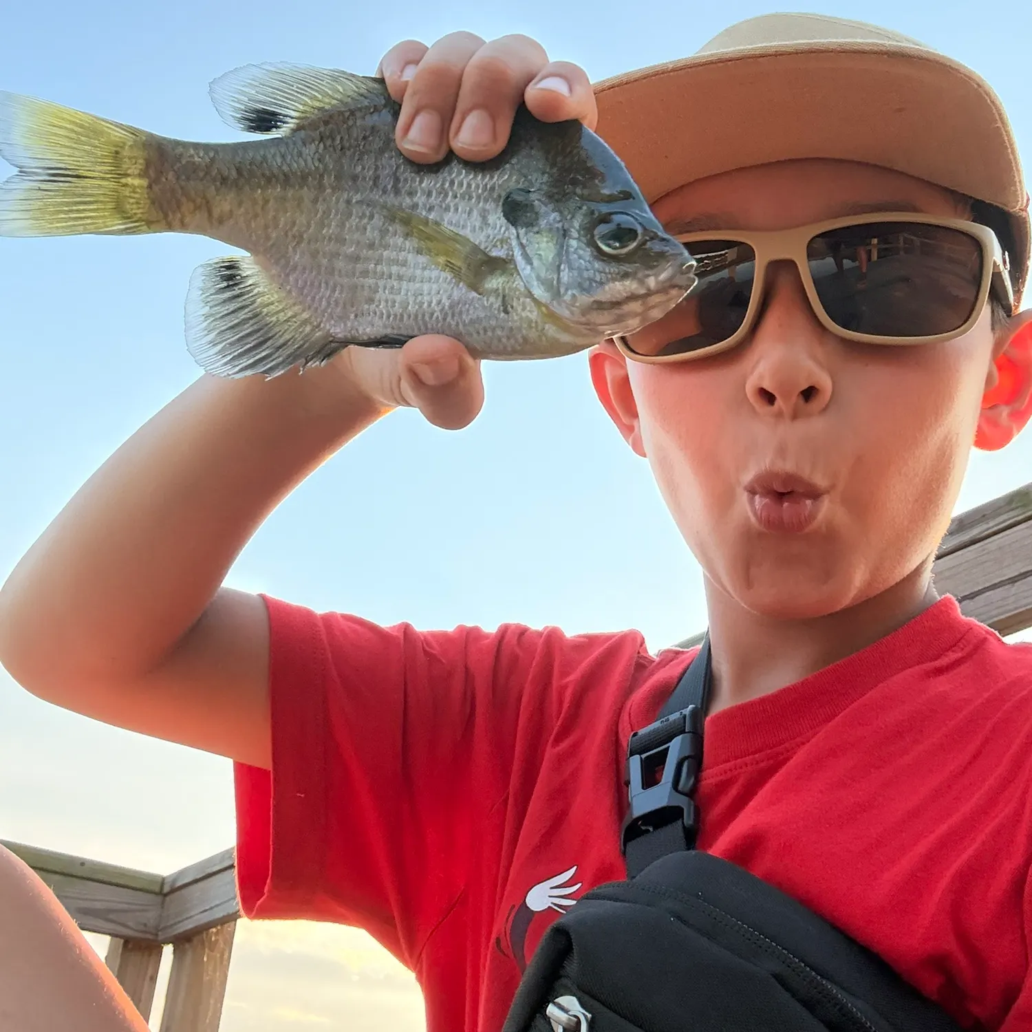 Bluegill caught on Fishbrain