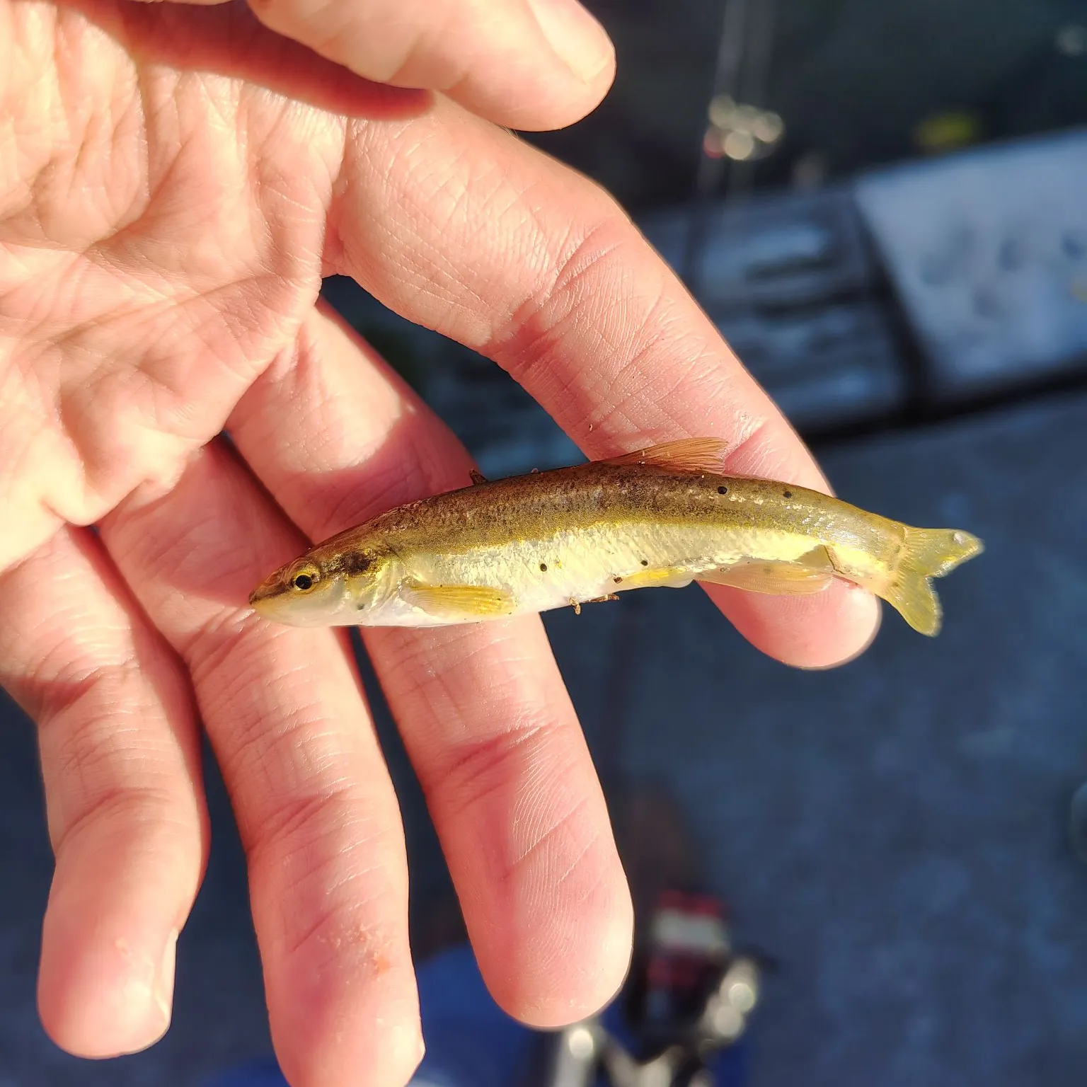 Eastern blacknose dace caught on Fishbrain