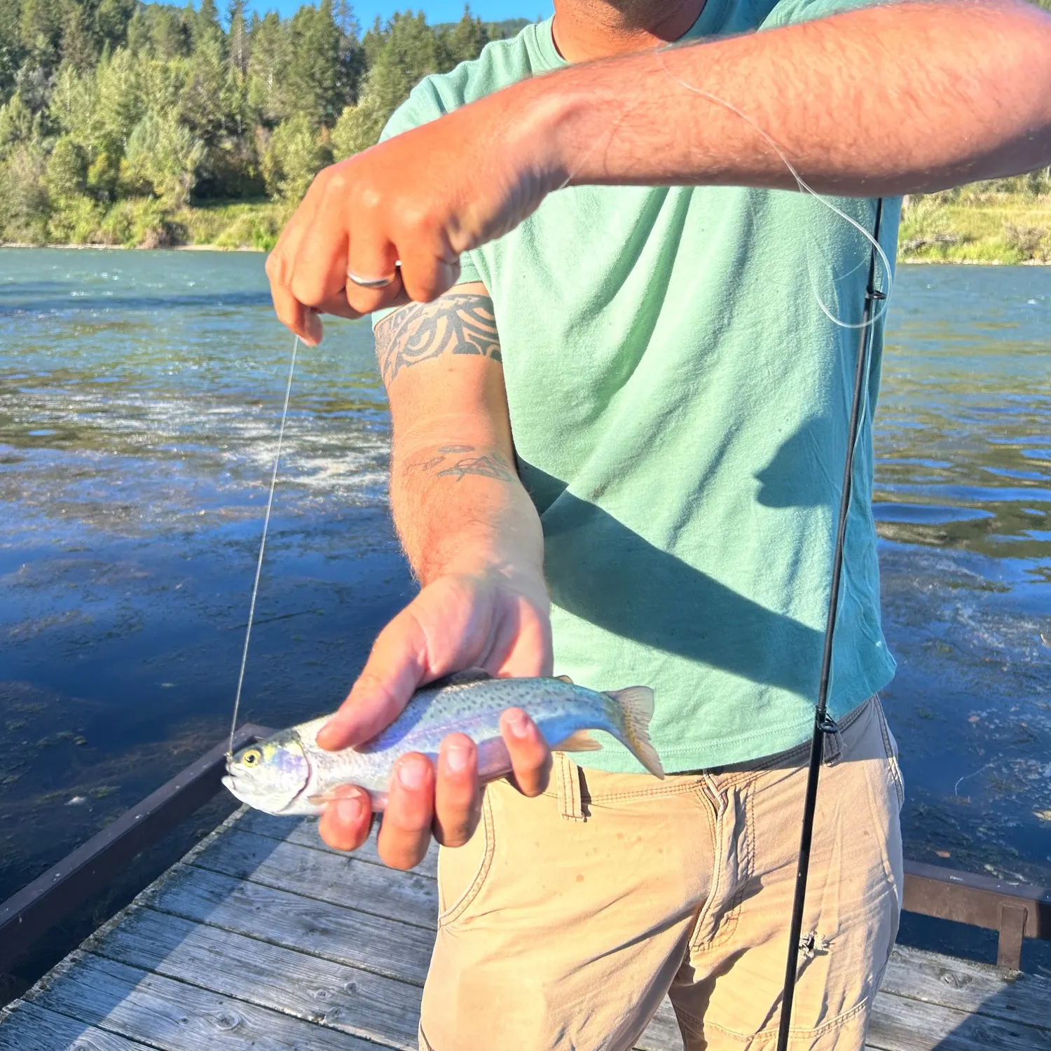 Rainbow trout caught on Fishbrain