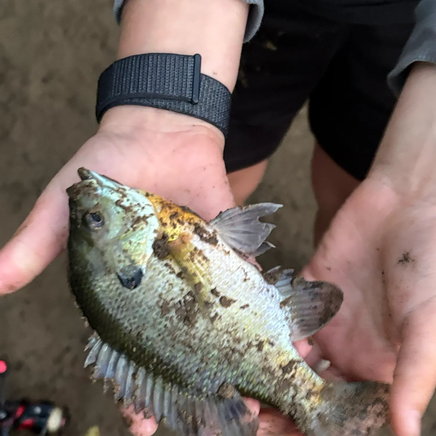 Bluegill caught on Fishbrain