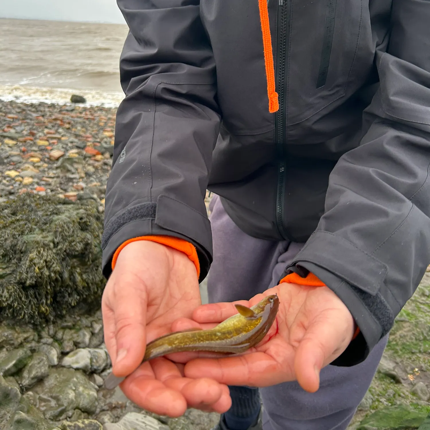 The most recent Fourbeard rockling catches on Fishbrain