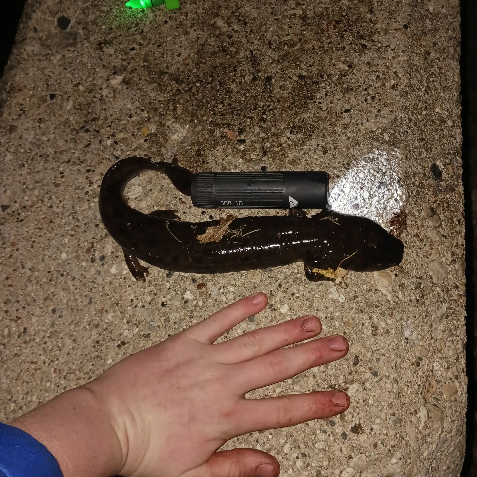 The most recent Common mudpuppy catches on Fishbrain