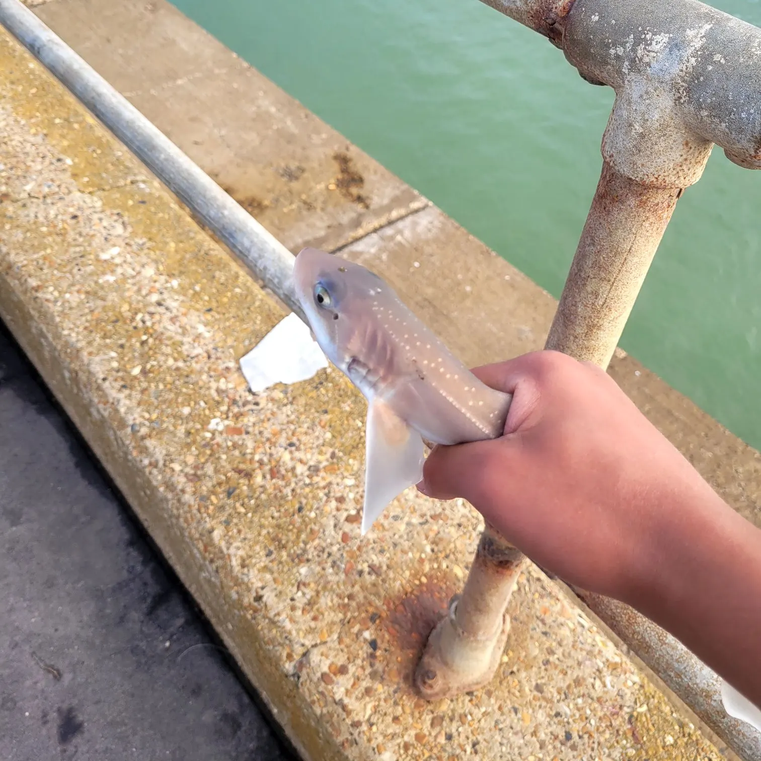 Starry smooth-hound caught on Fishbrain