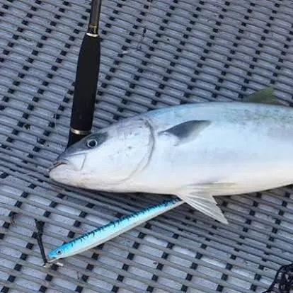 Southern yellowtail amberjack caught on Fishbrain