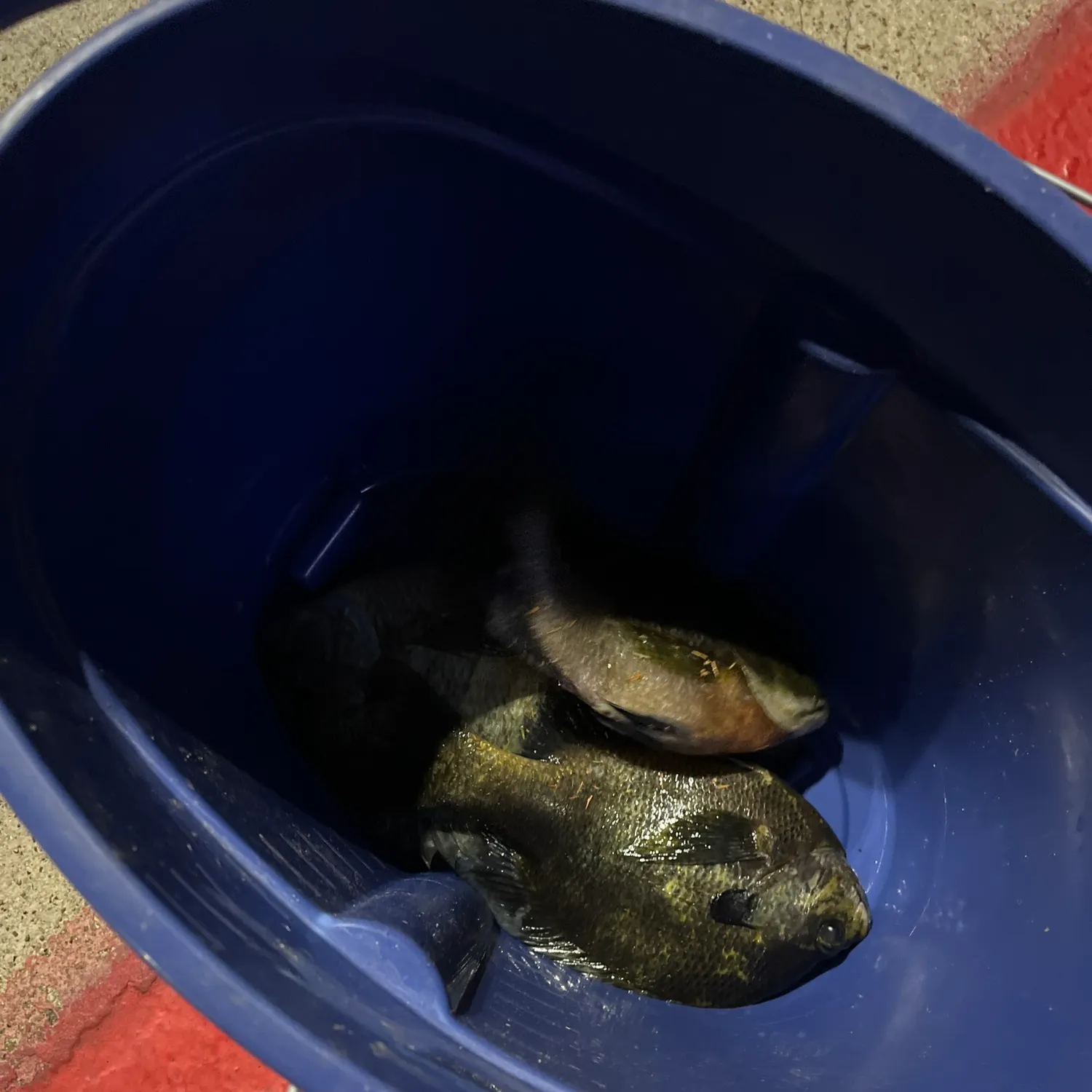 Bluegill caught on Fishbrain