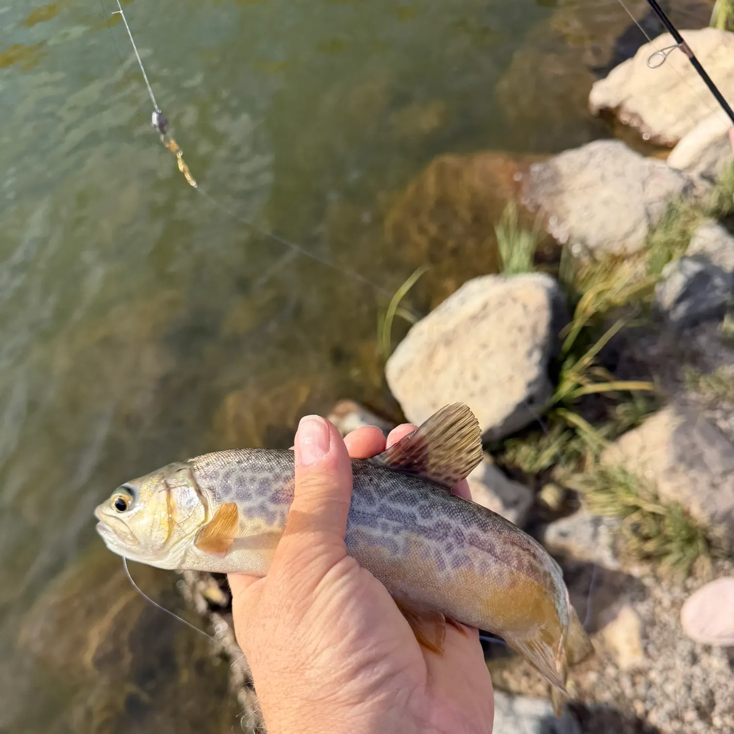 The most recent Tiger trout catches on Fishbrain