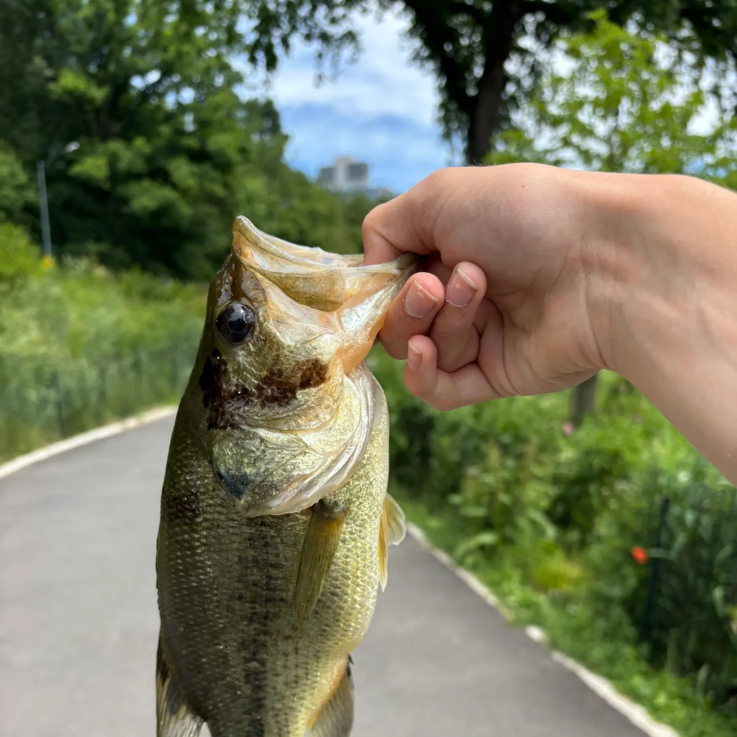 catch