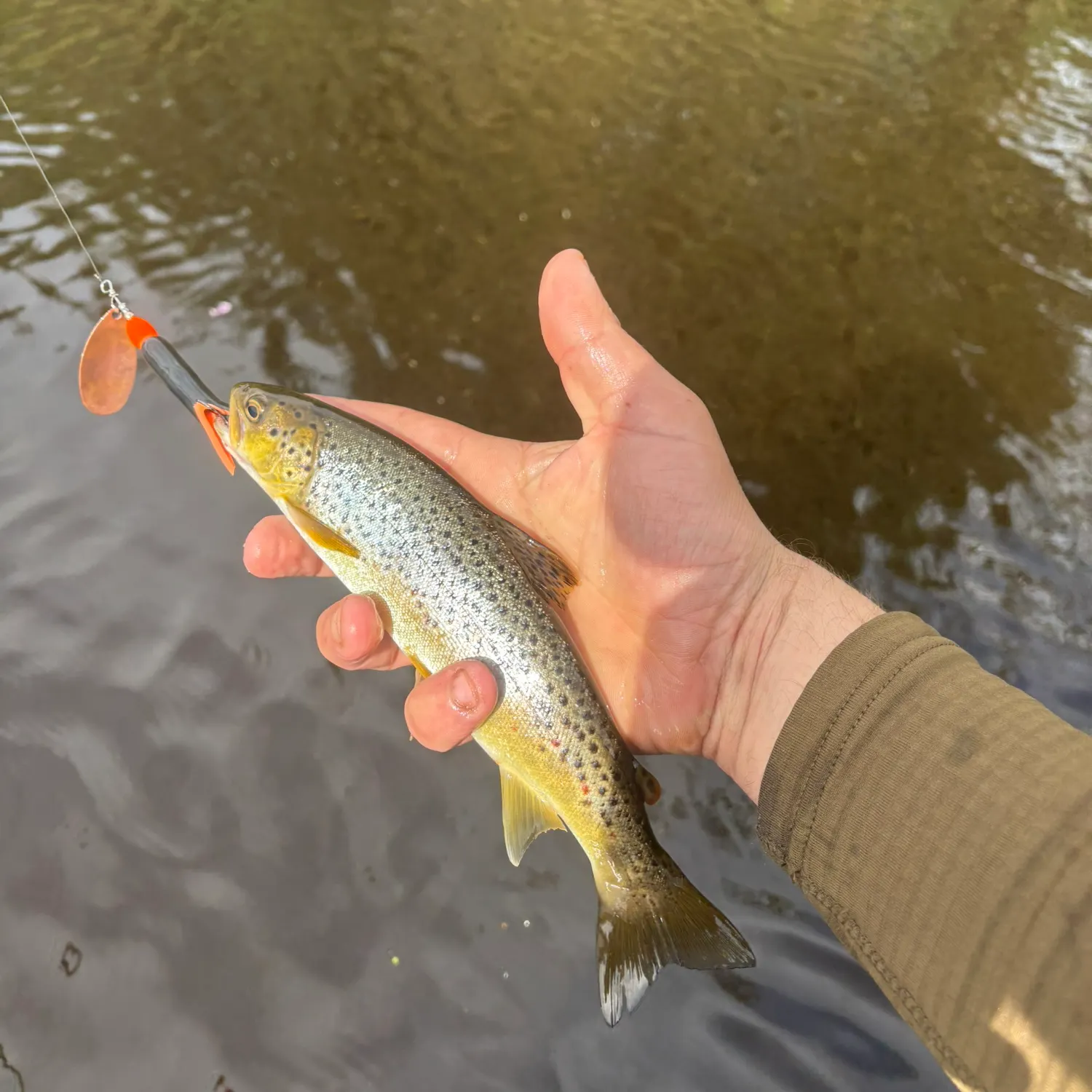 Brown trout caught on Fishbrain