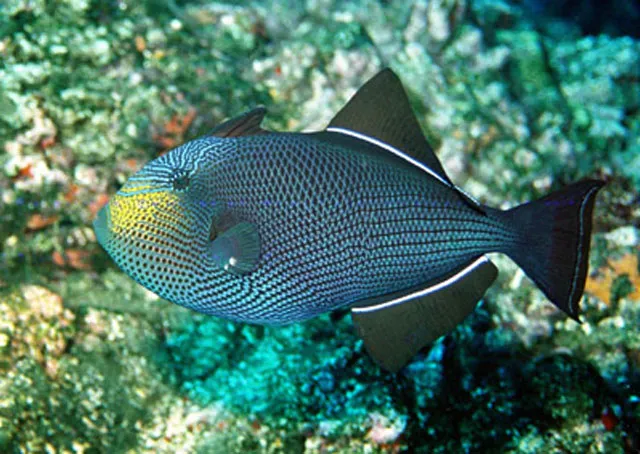 Black triggerfish