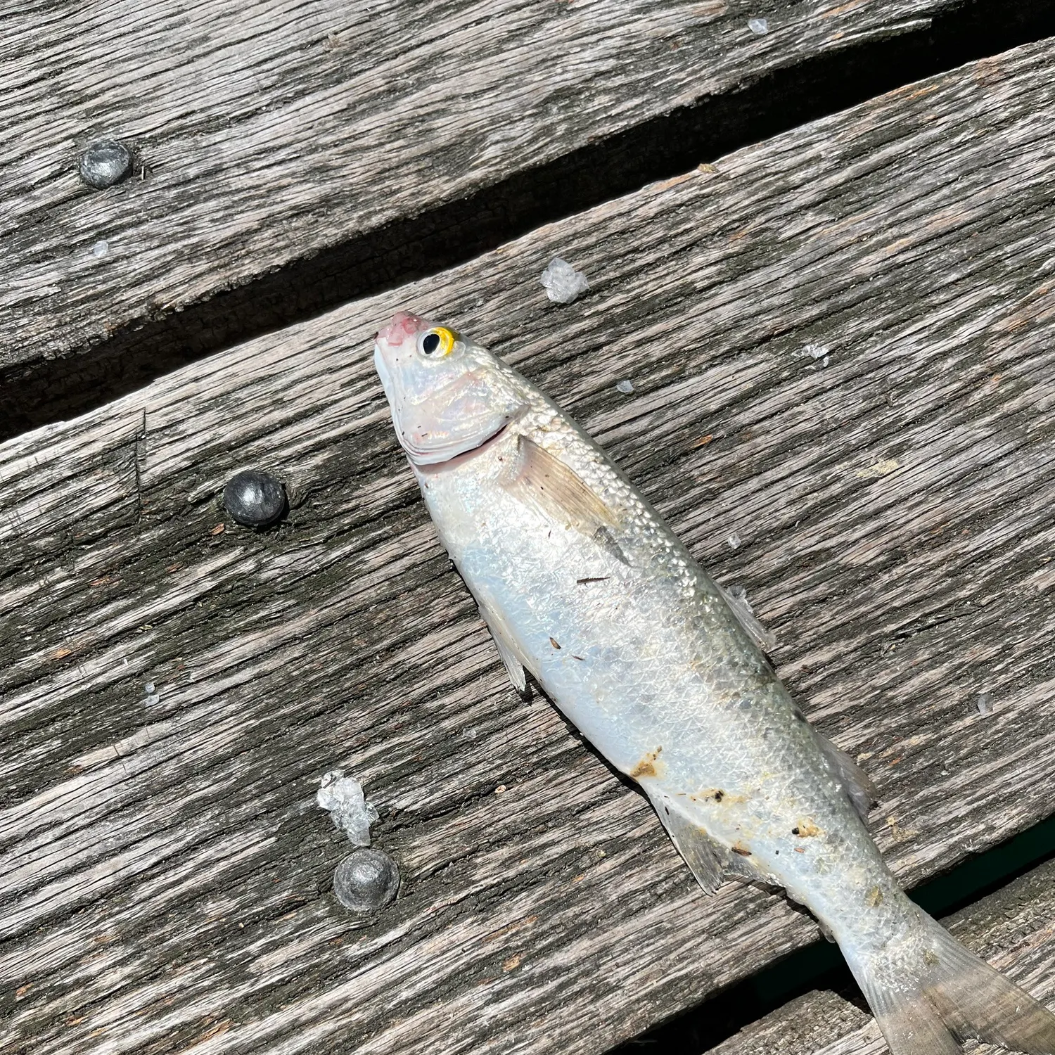 The most recent Yellow-eye mullet catches on Fishbrain