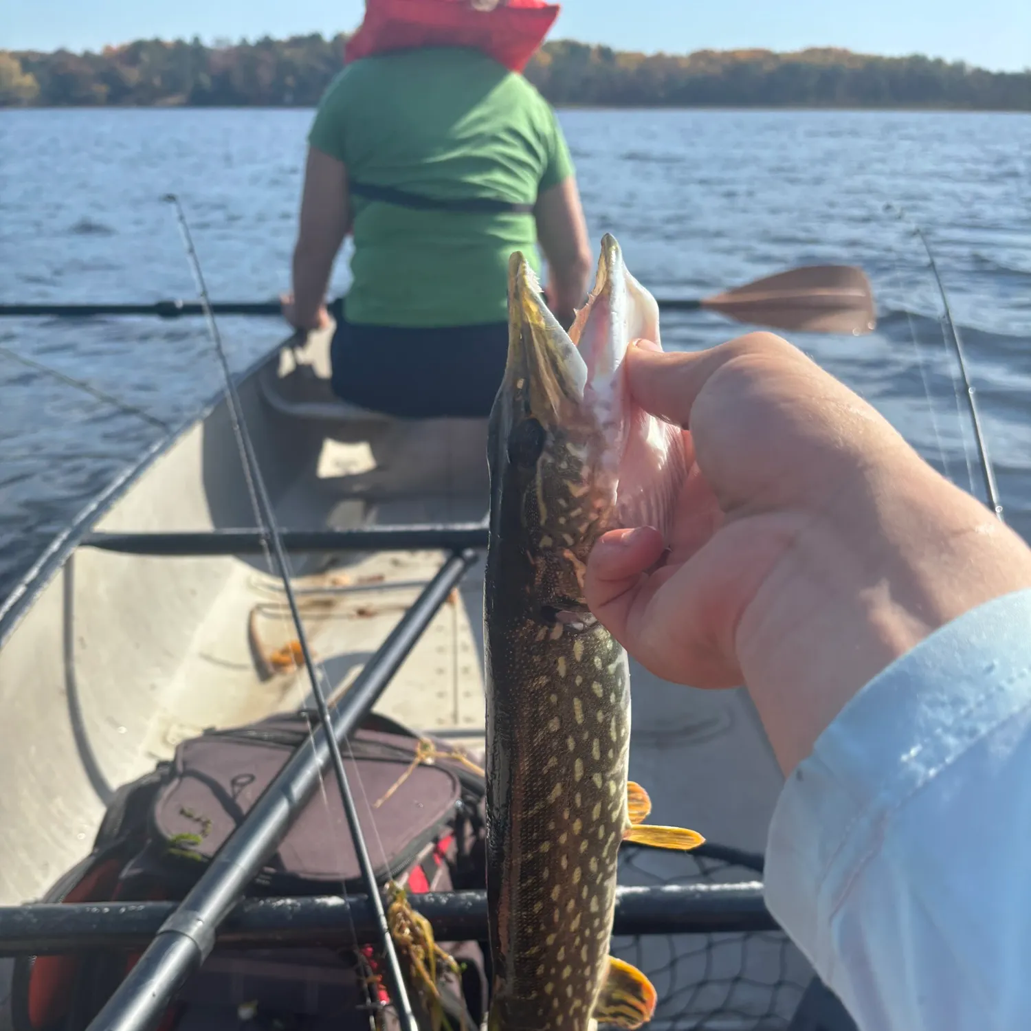 Northern pike caught on Fishbrain