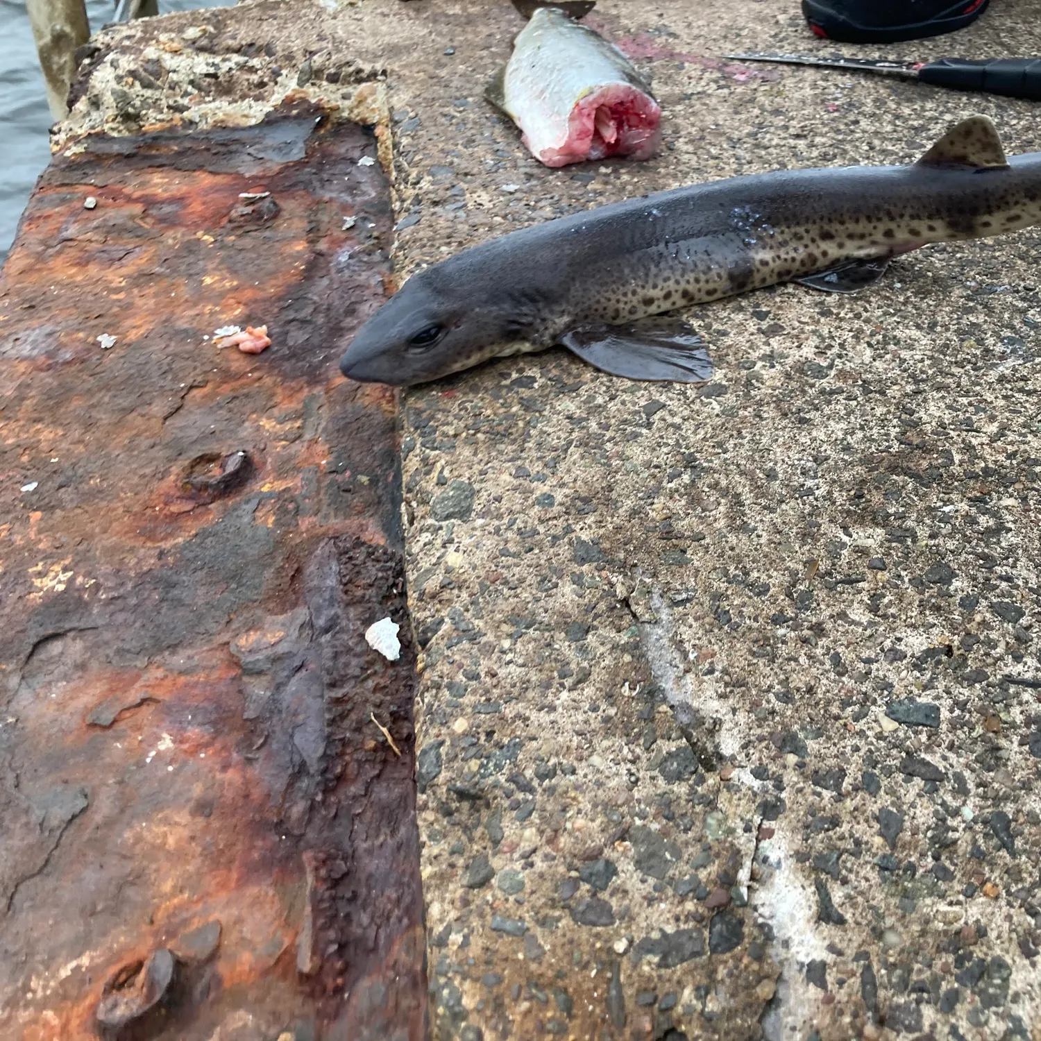 The most recent Pacific spiny dogfish catches on Fishbrain