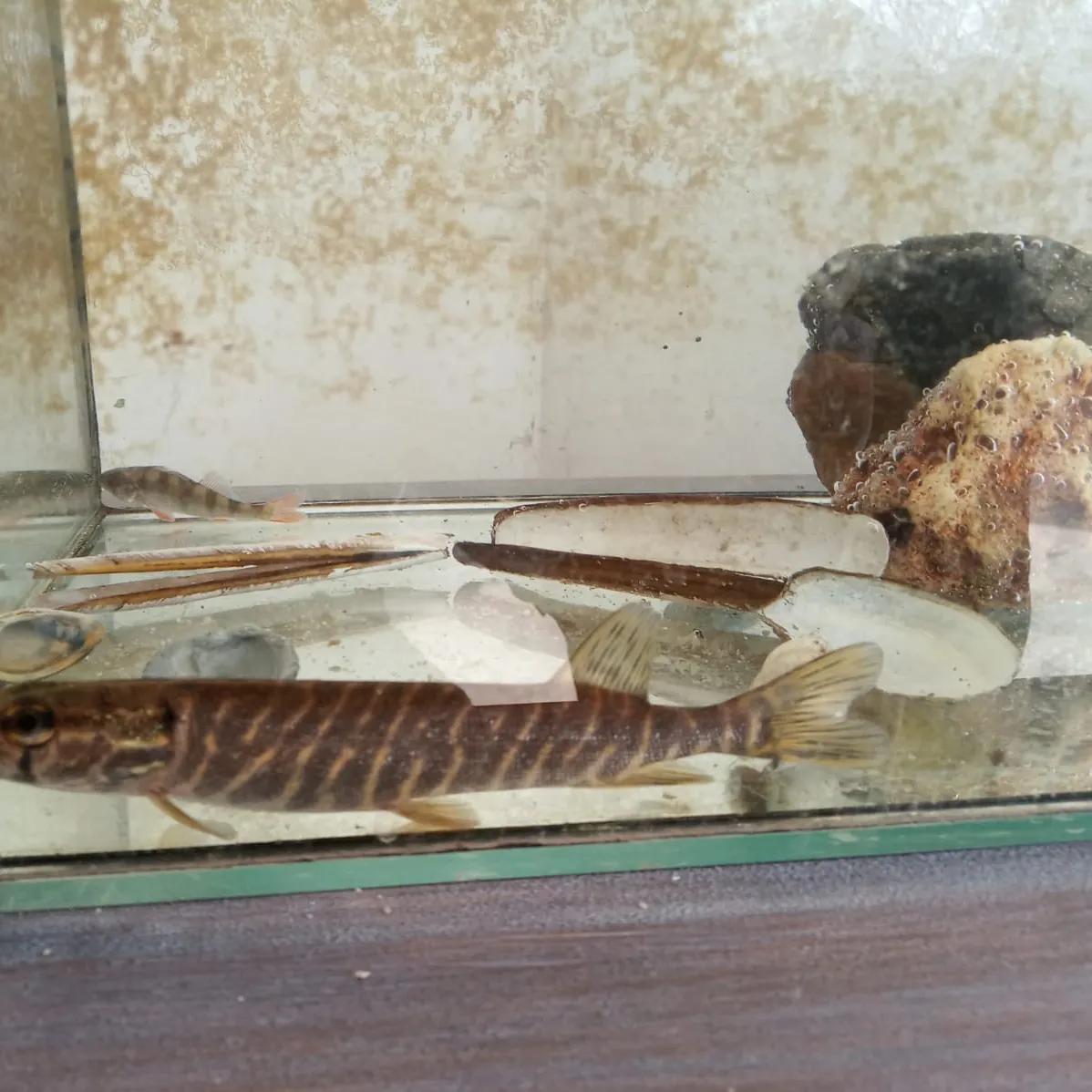 Northern pike caught on Fishbrain
