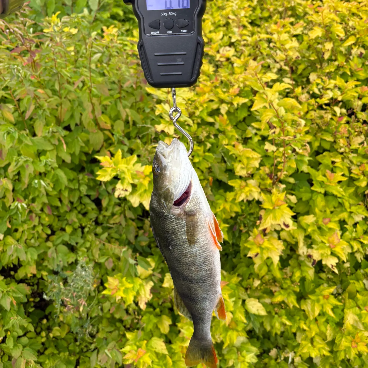 European perch caught on Fishbrain