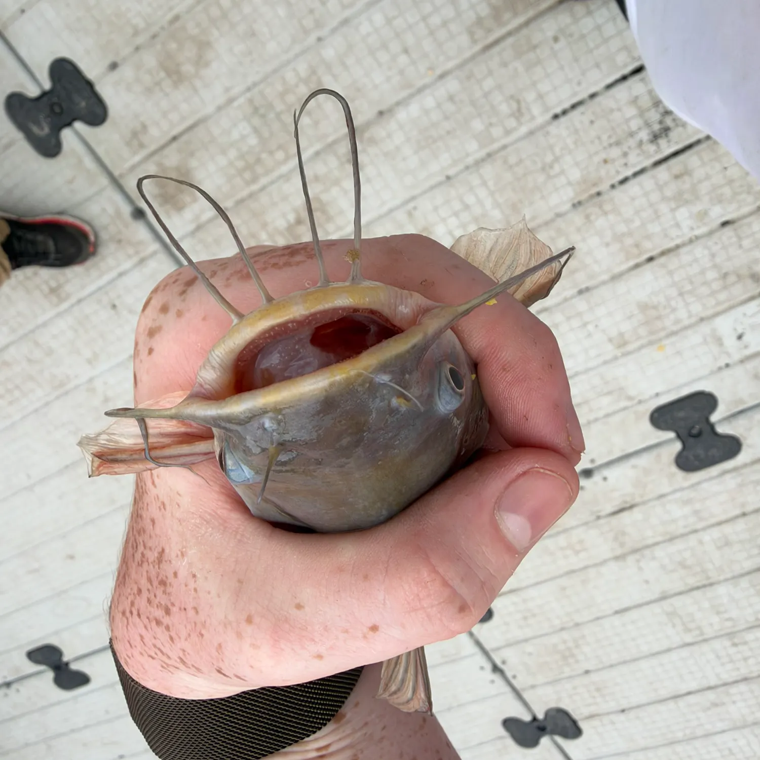 Channel catfish caught on Fishbrain