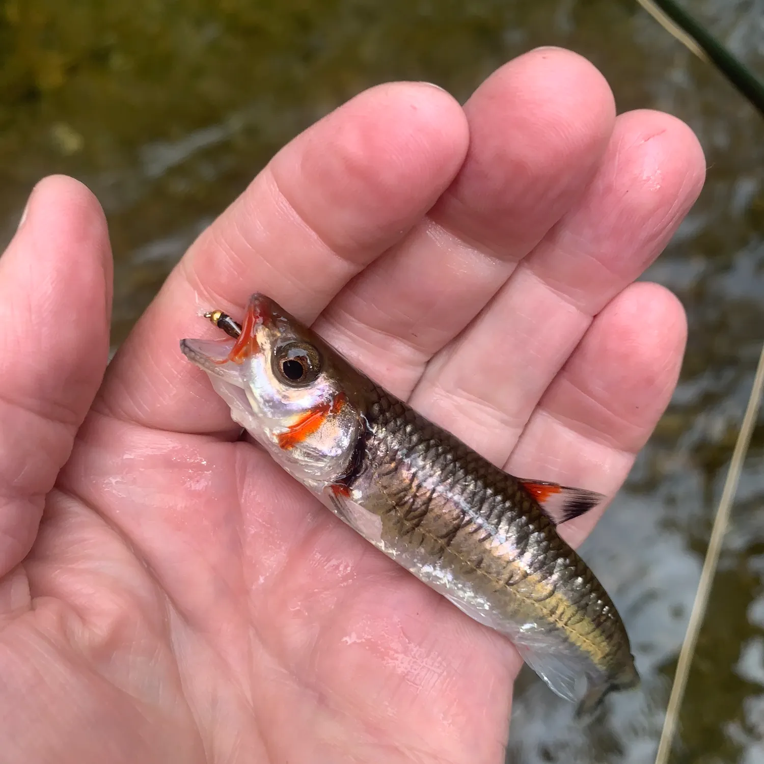 The most popular recent Warpaint shiner catch on Fishbrain