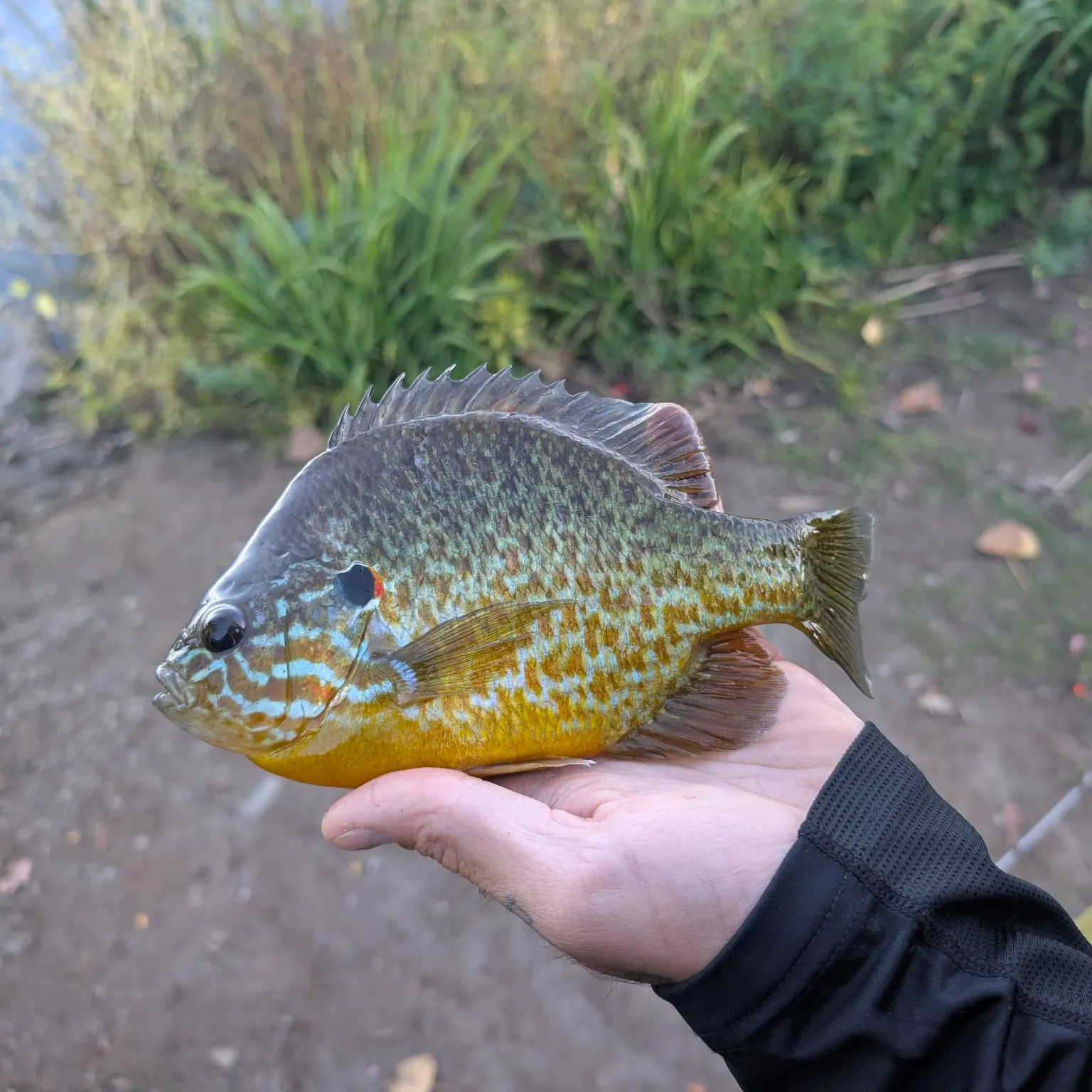 Pumpkinseed caught on Fishbrain