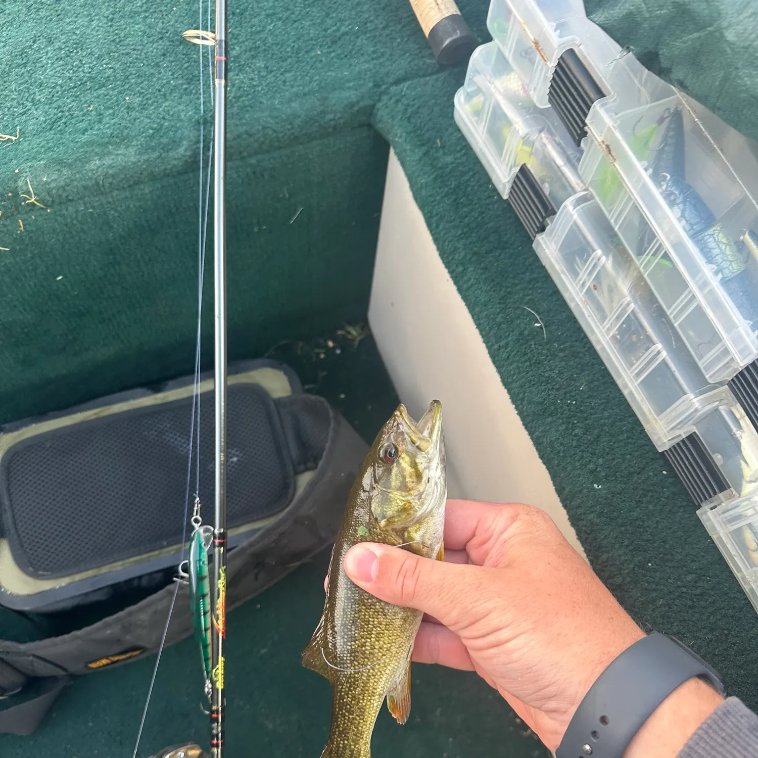 recently logged catches